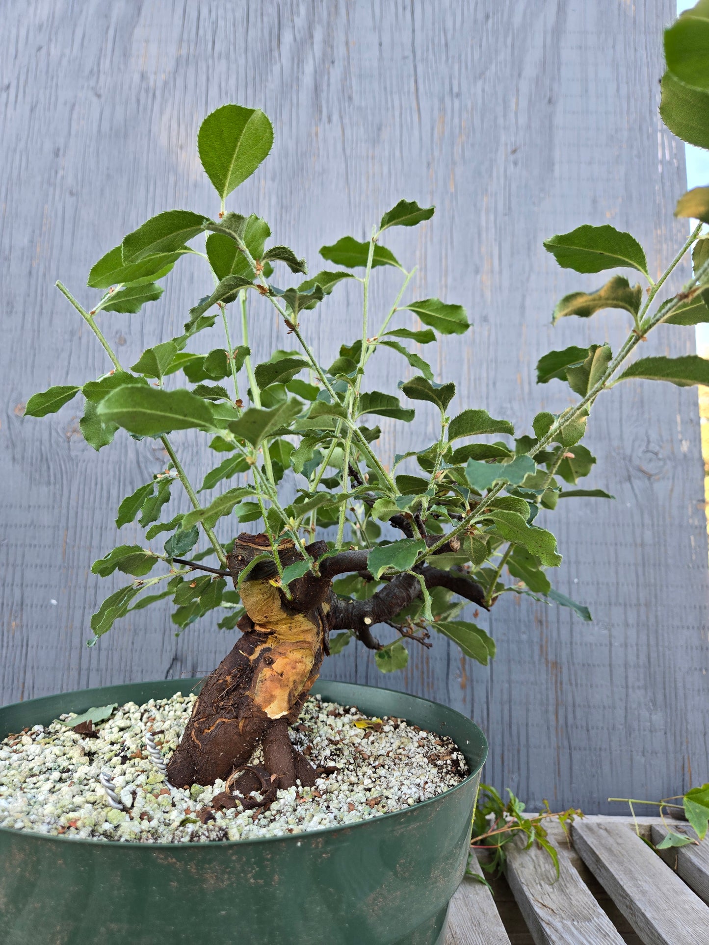 Chinese Quince, Pseudocydonia sinensis, Pssummer25,1