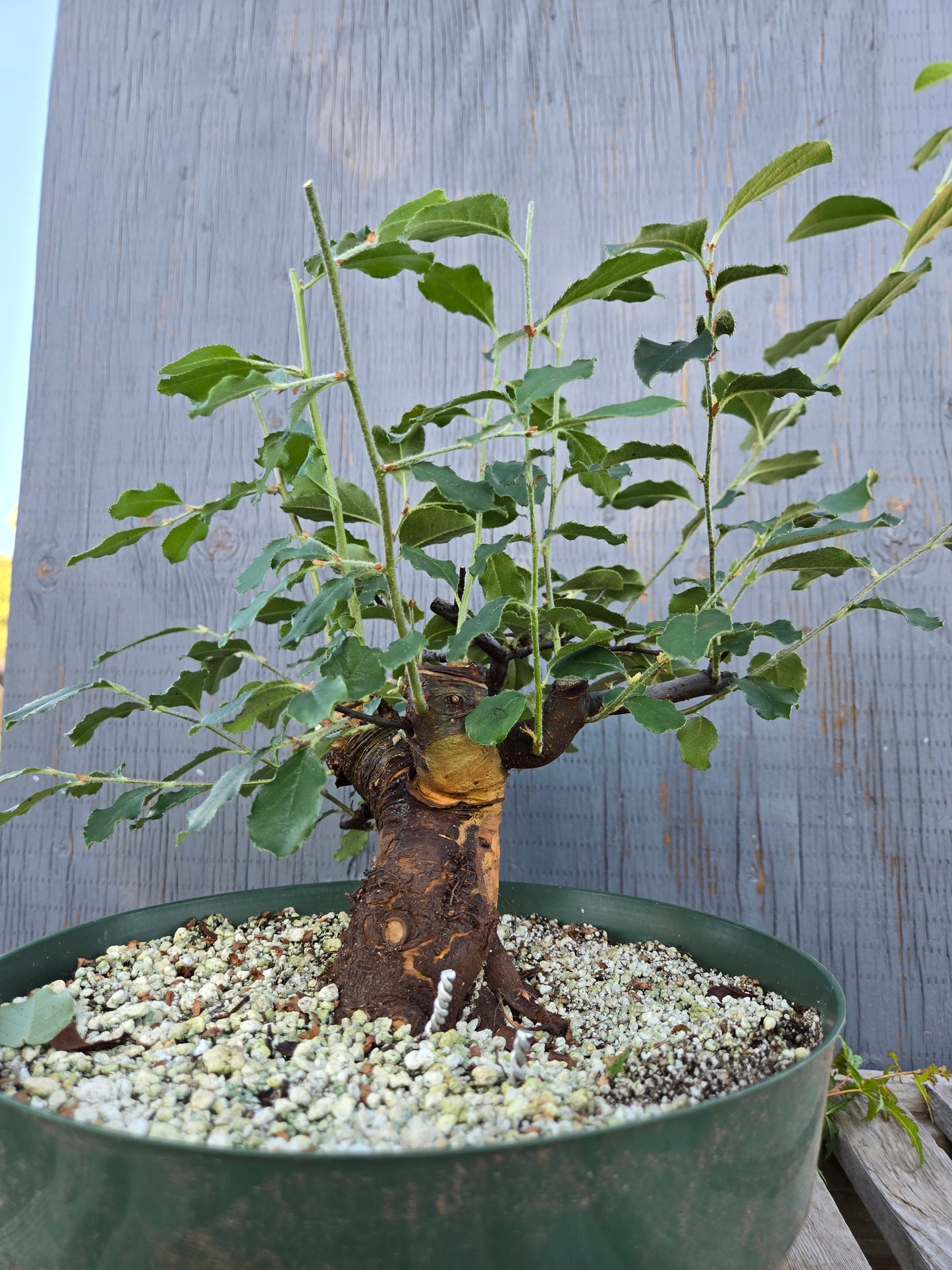 Chinese Quince, Pseudocydonia sinensis, Pssummer25,1