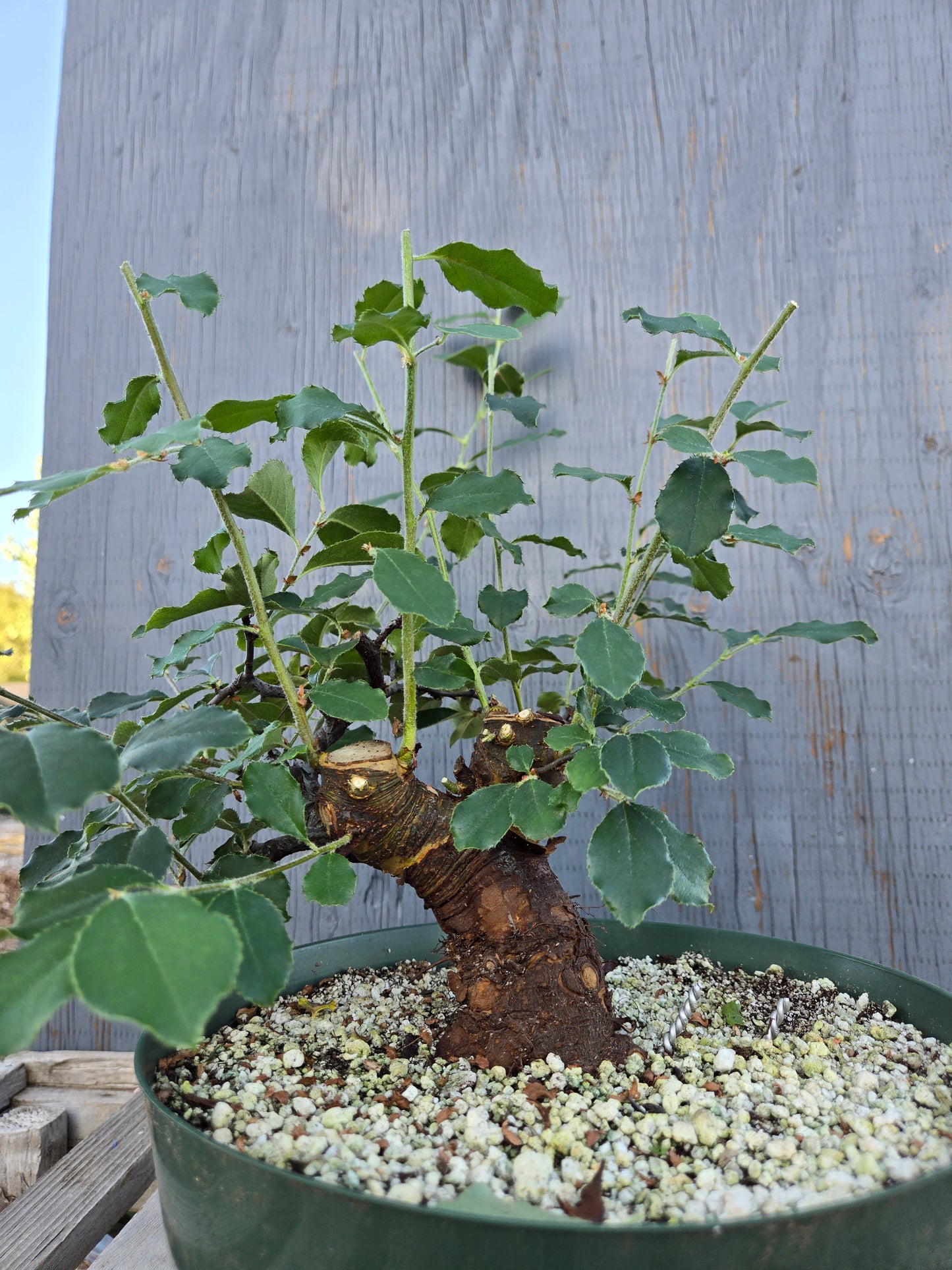 Chinese Quince, Pseudocydonia sinensis, Pssummer25,1