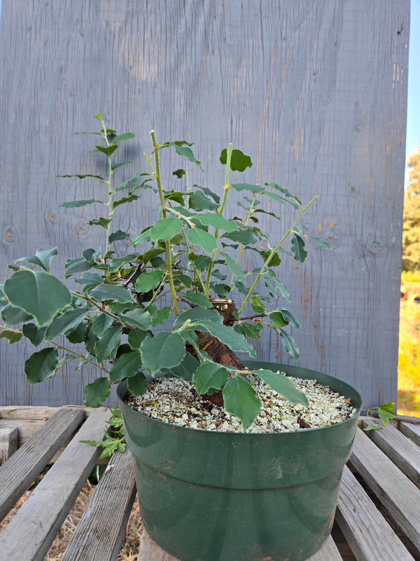 Chinese Quince, Pseudocydonia sinensis, Pssummer25,1