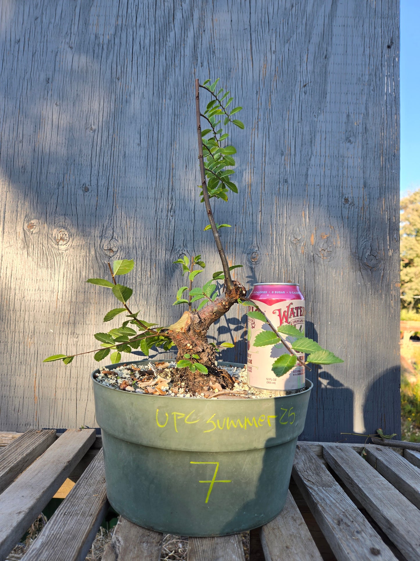 Cork Bark Chinese Elm, Upc1summer25,7
