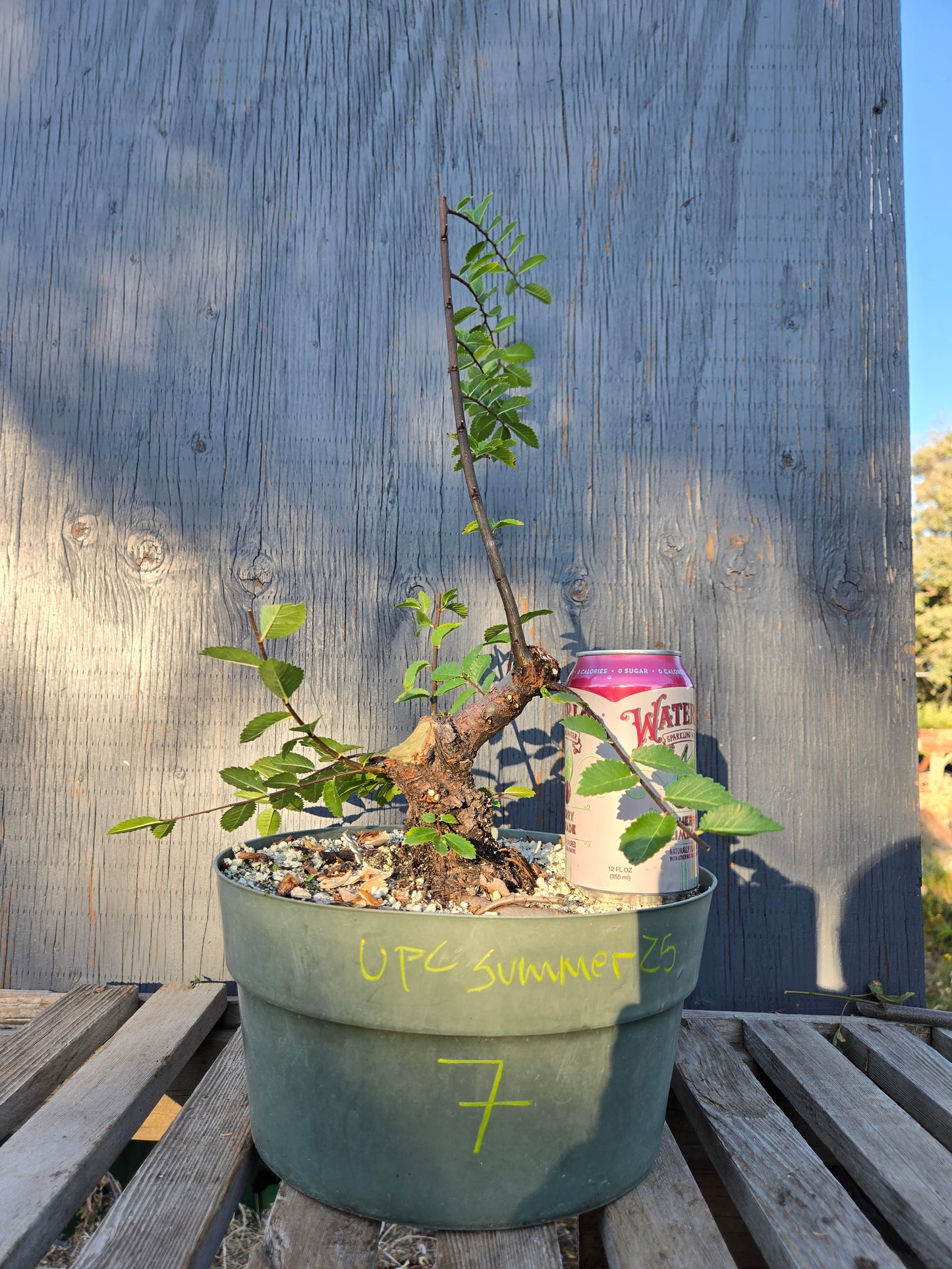 Cork Bark Chinese Elm, Upc1summer25,7