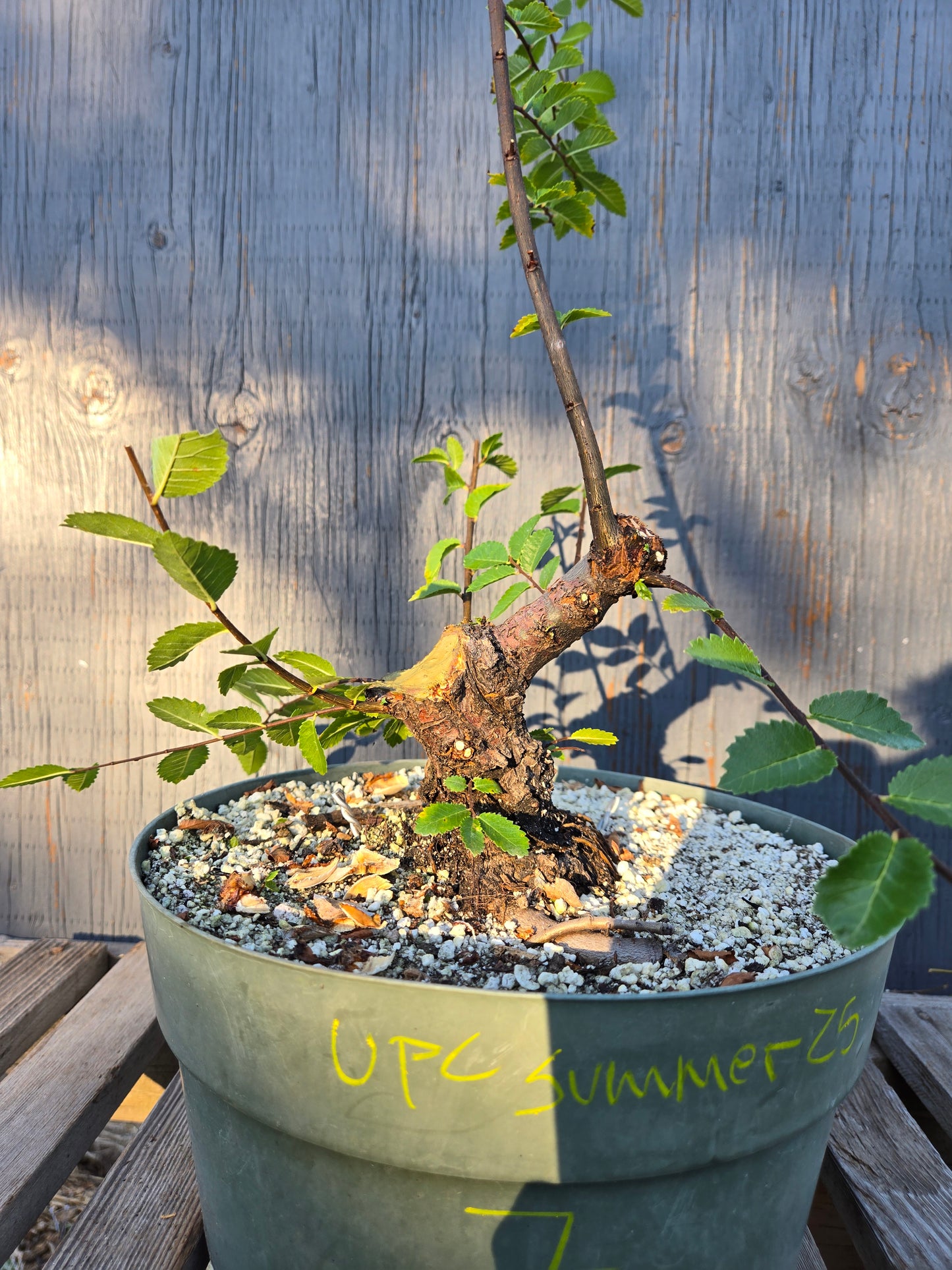 Cork Bark Chinese Elm, Upc1summer25,7