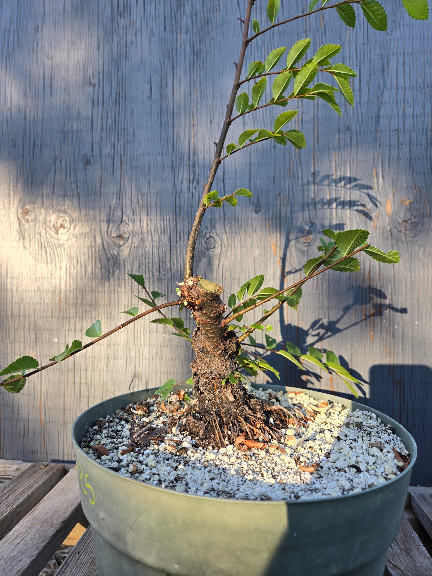 Cork Bark Chinese Elm, Upc1summer25,7