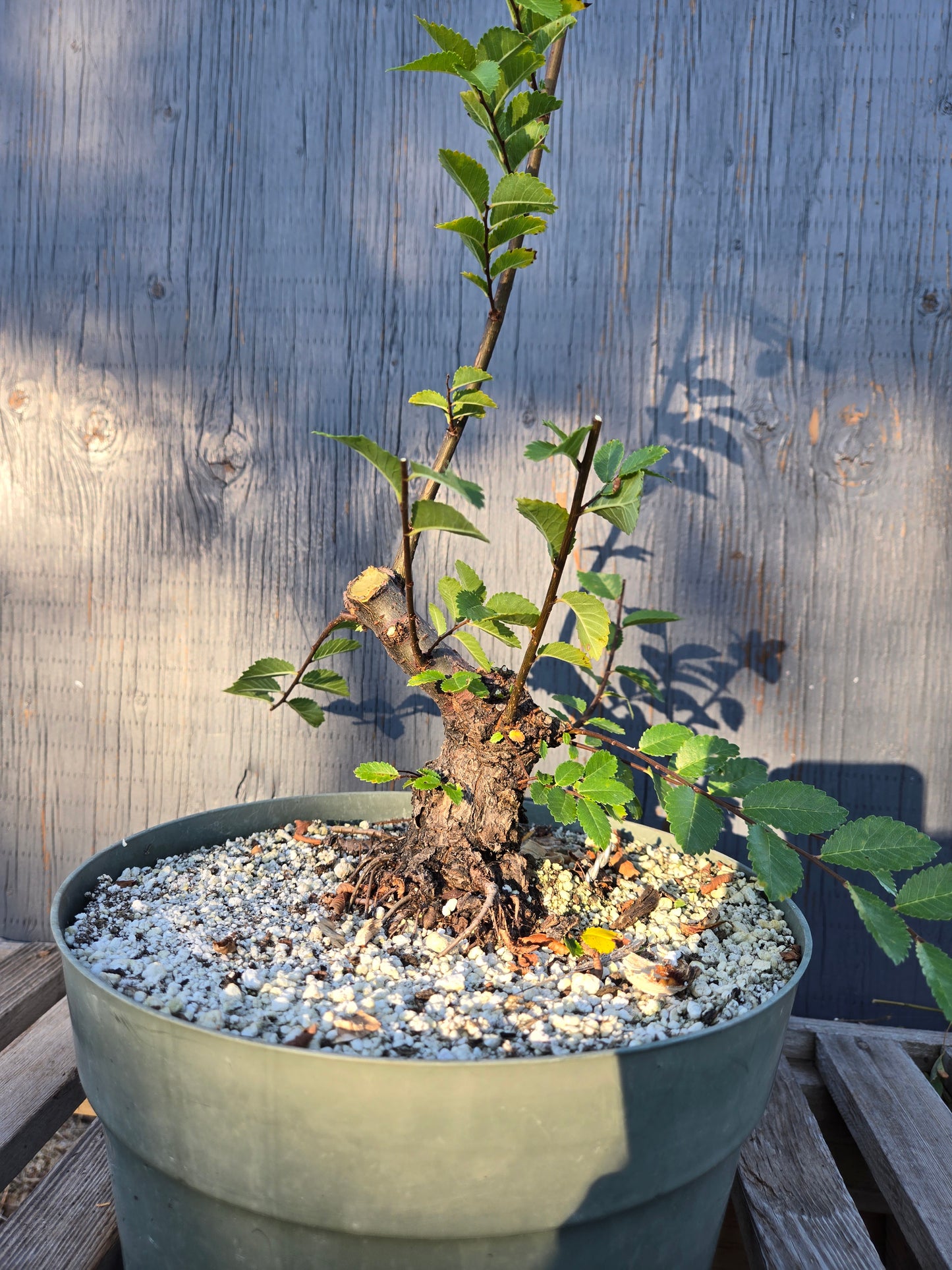 Cork Bark Chinese Elm, Upc1summer25,7