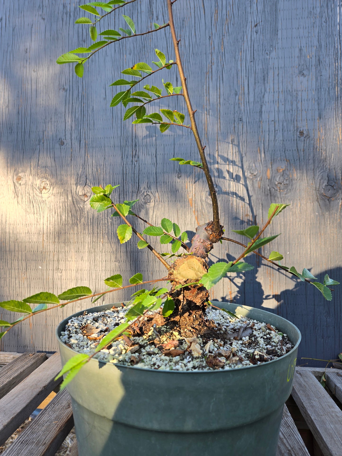 Cork Bark Chinese Elm, Upc1summer25,7