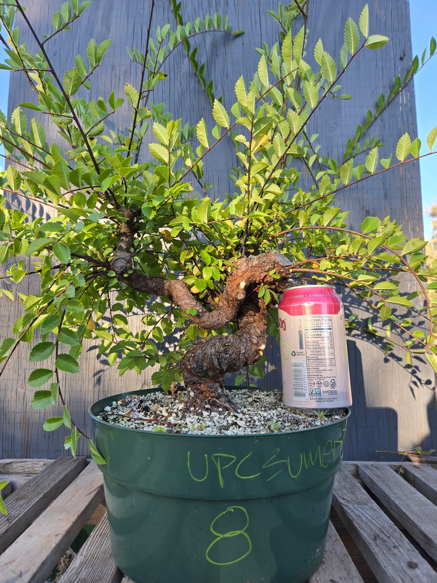 Cork Bark Chinese Elm, Upc1summer25,8