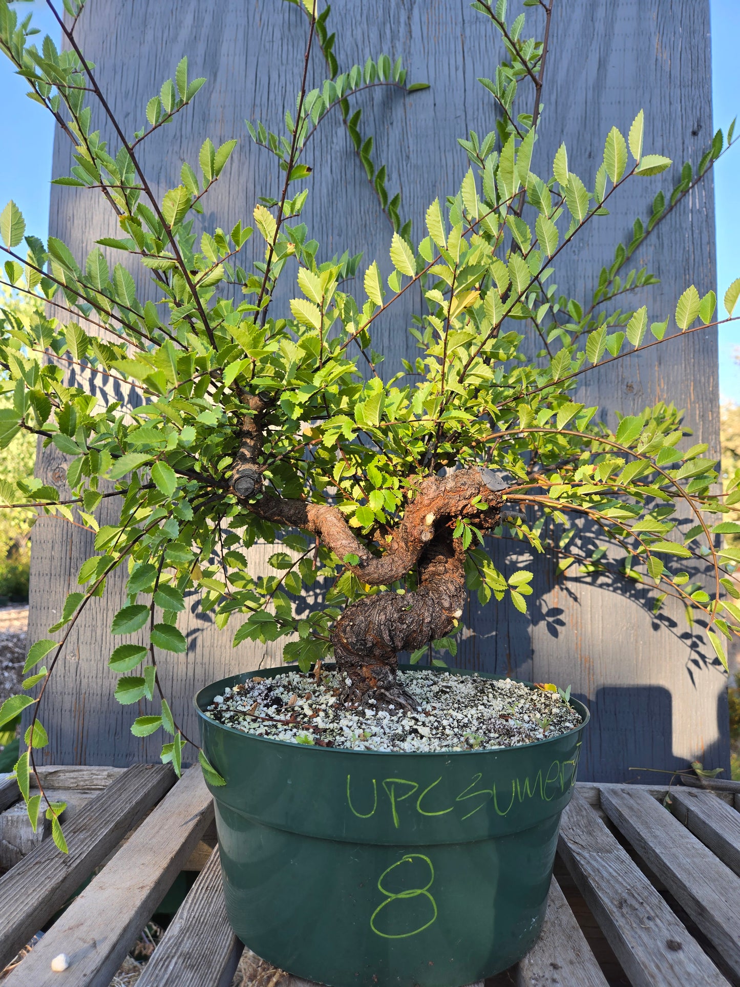 Cork Bark Chinese Elm, Upc1summer25,8