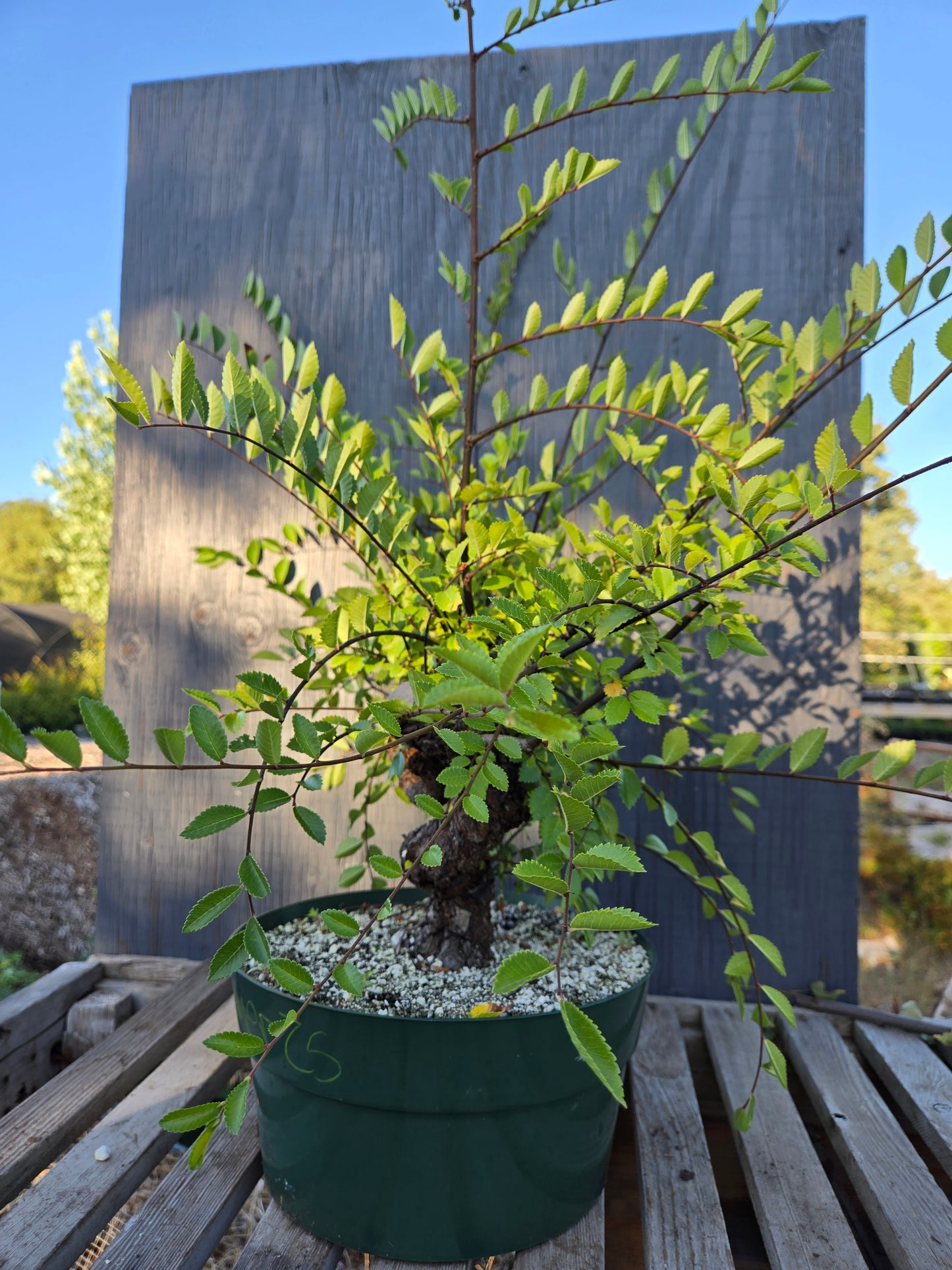 Cork Bark Chinese Elm, Upc1summer25,8