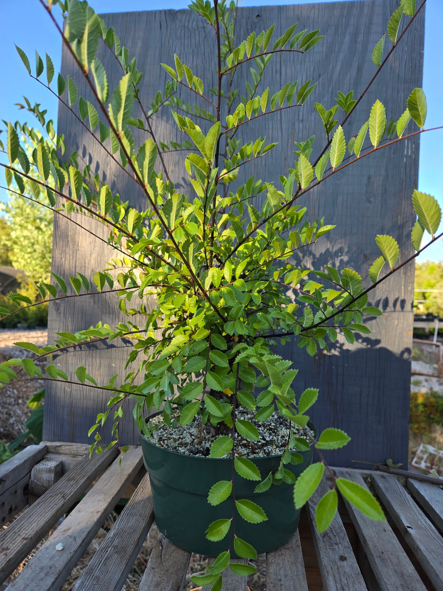 Cork Bark Chinese Elm, Upc1summer25,8