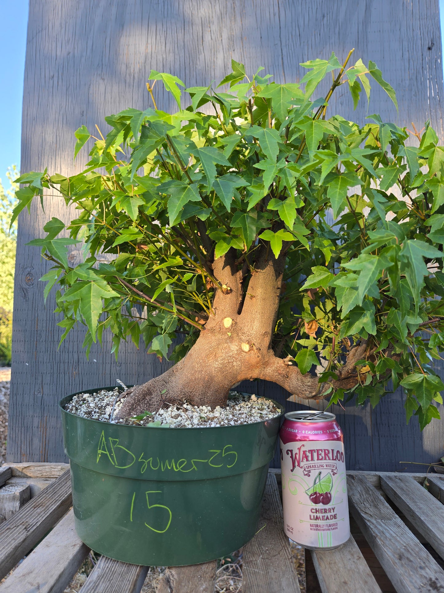 Trident Maple, Acer buergerianum, Absummer25,15