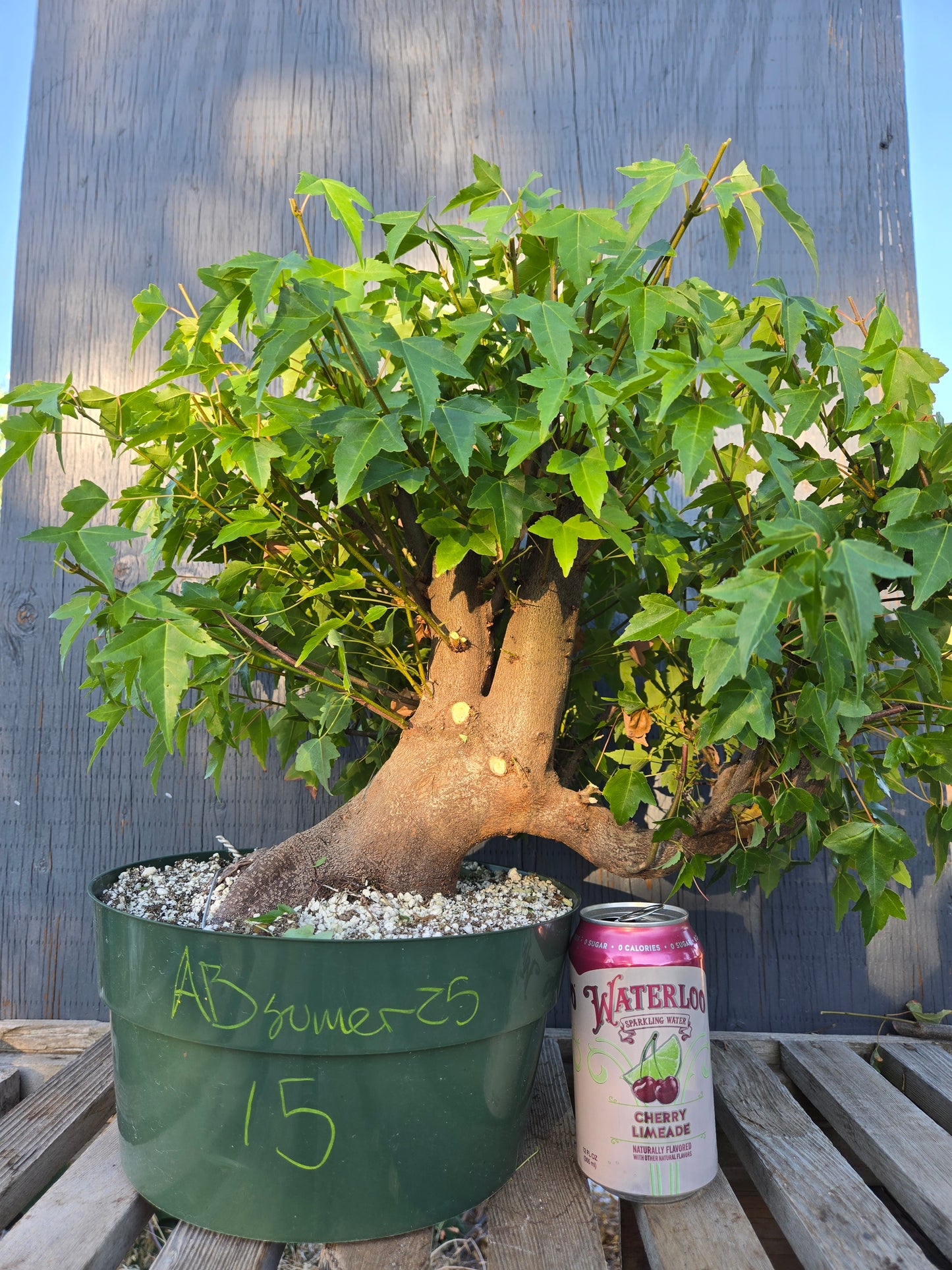 Trident Maple, Acer buergerianum, Absummer25,15