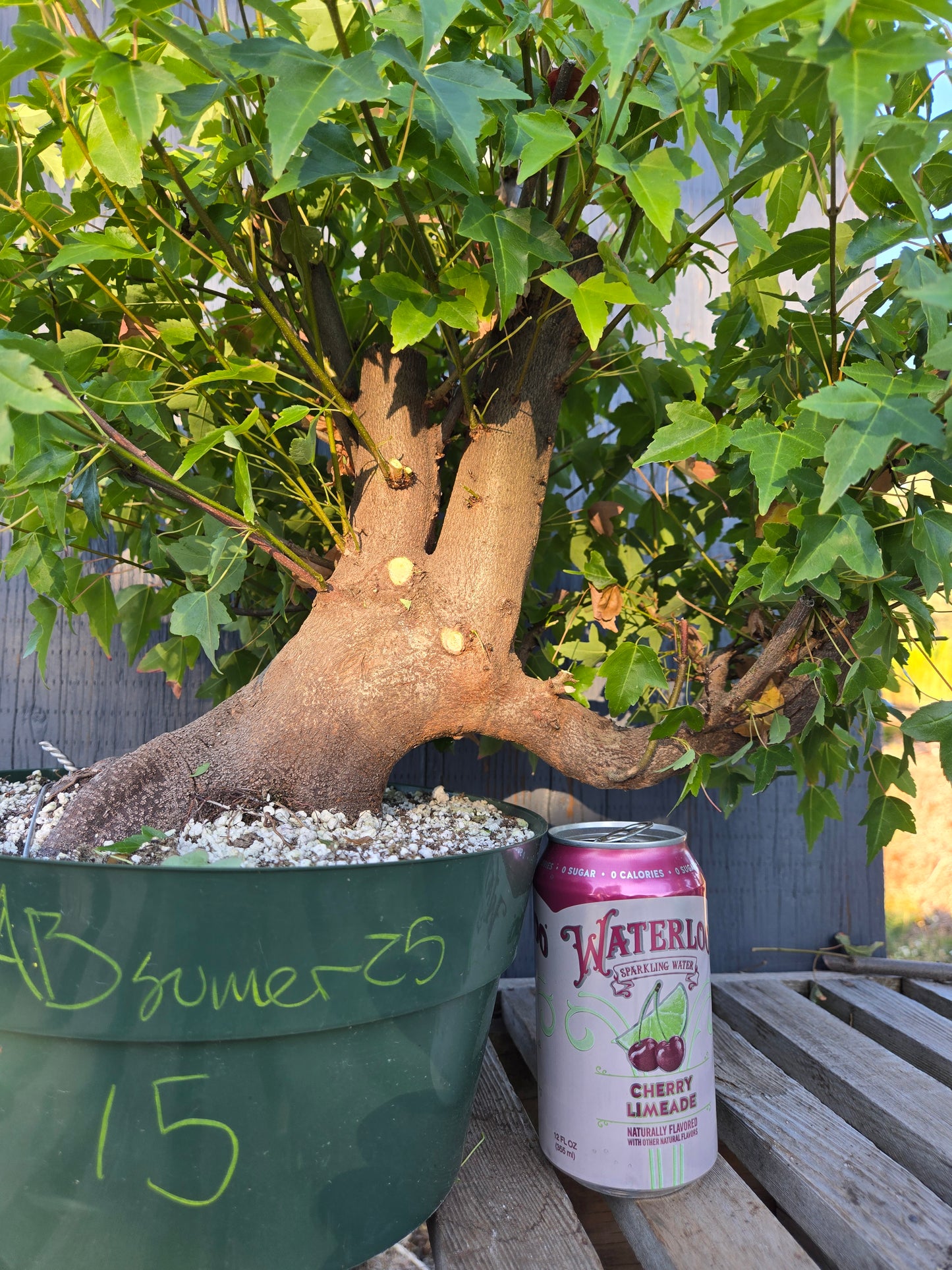 Trident Maple, Acer buergerianum, Absummer25,15