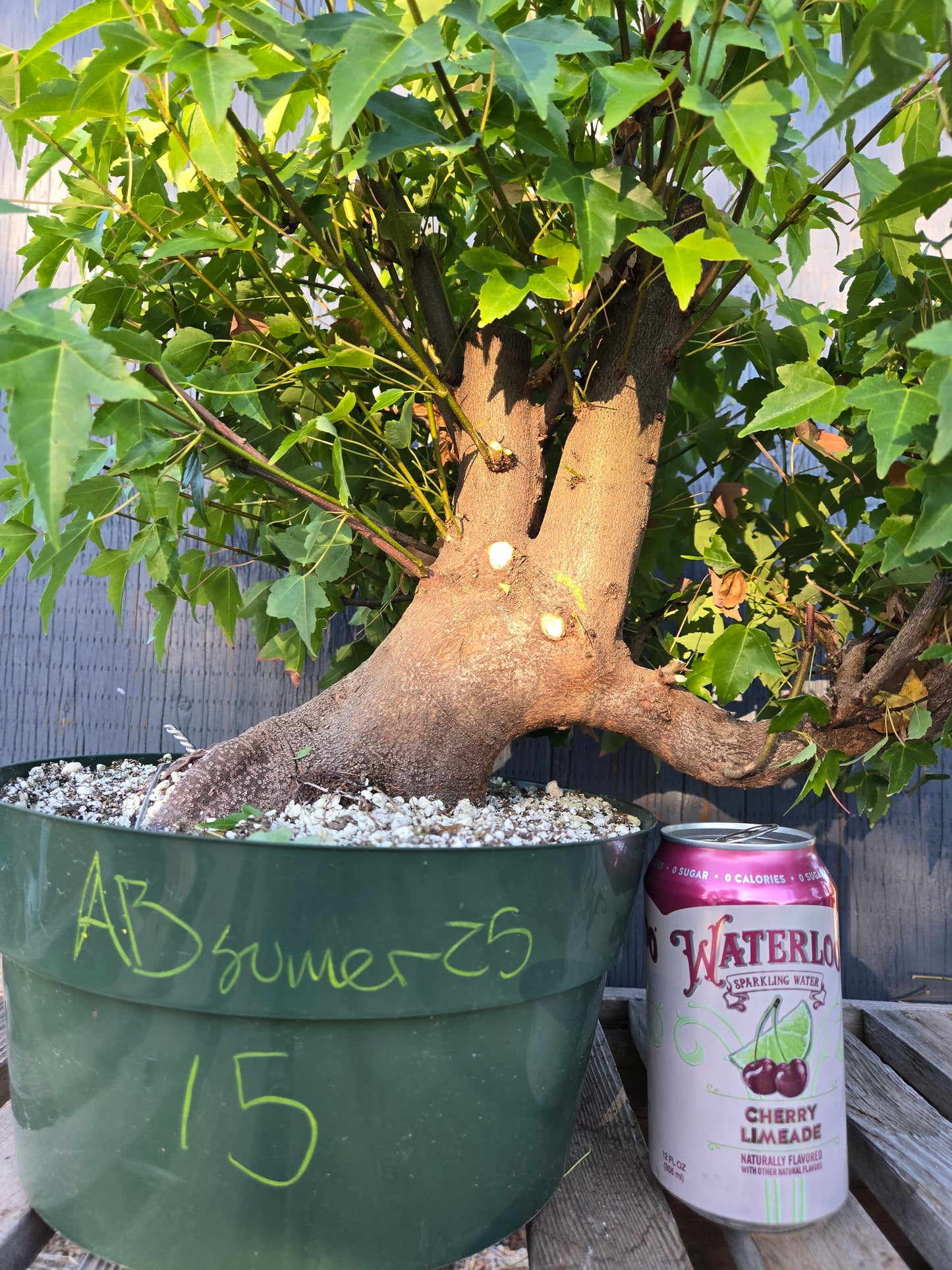 Trident Maple, Acer buergerianum, Absummer25,15