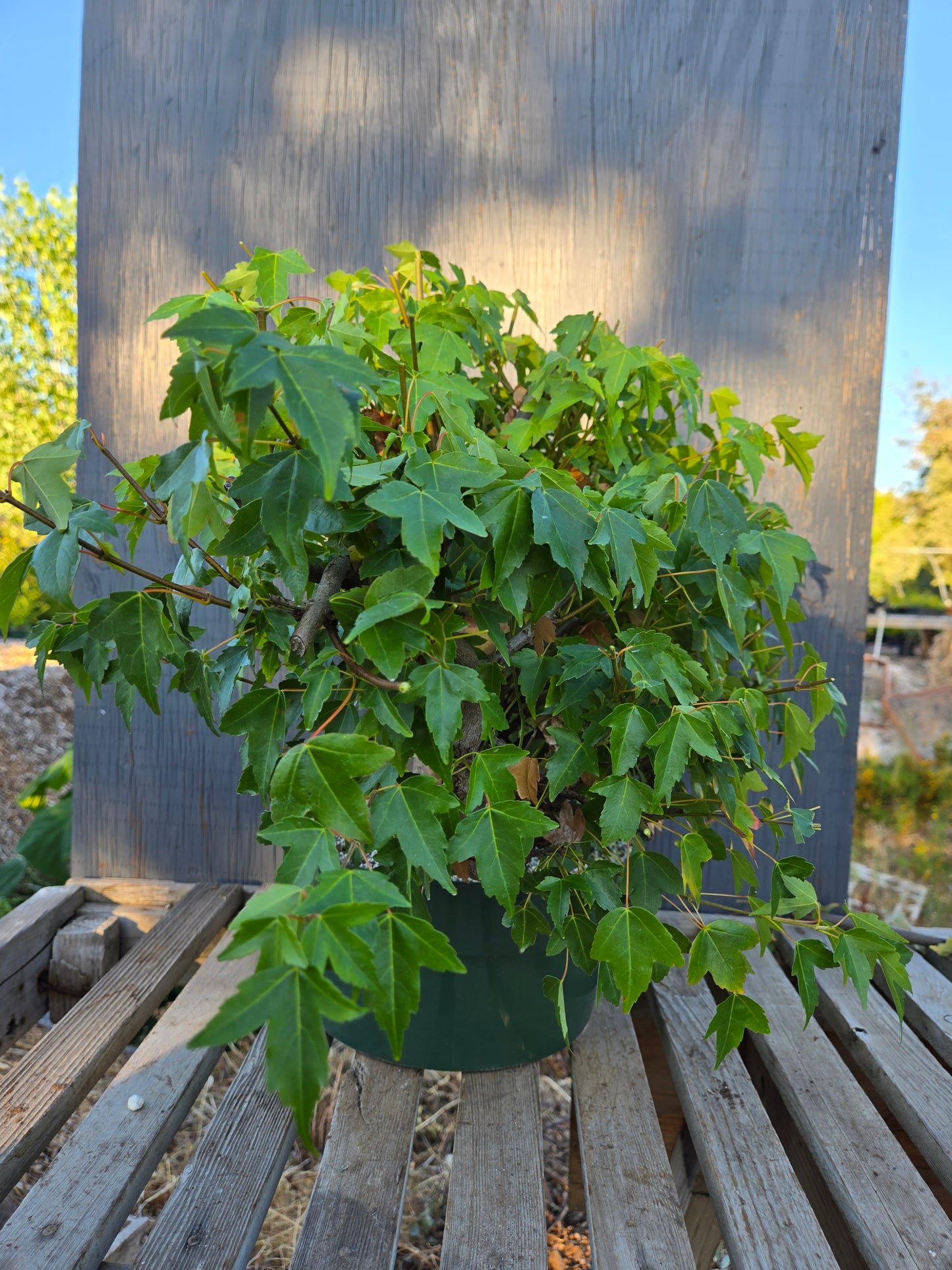 Trident Maple, Acer buergerianum, Absummer25,15