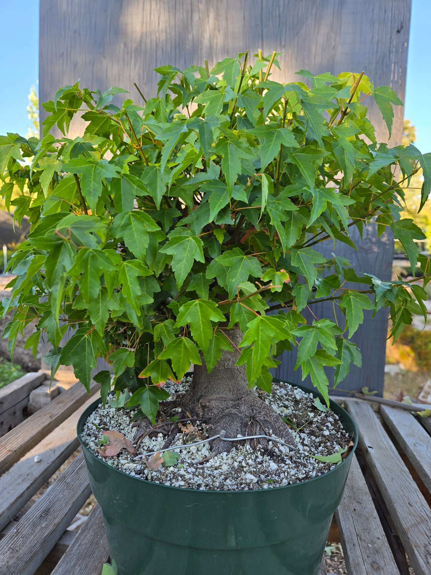 Trident Maple, Acer buergerianum, Absummer25,15