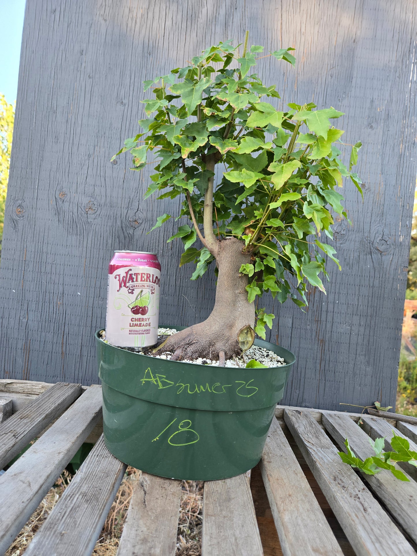 Trident Maple, Acer buergerianum, Absummer25,18