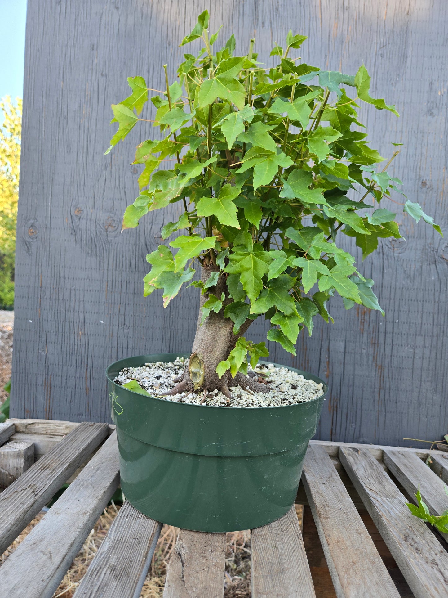 Trident Maple, Acer buergerianum, Absummer25,18