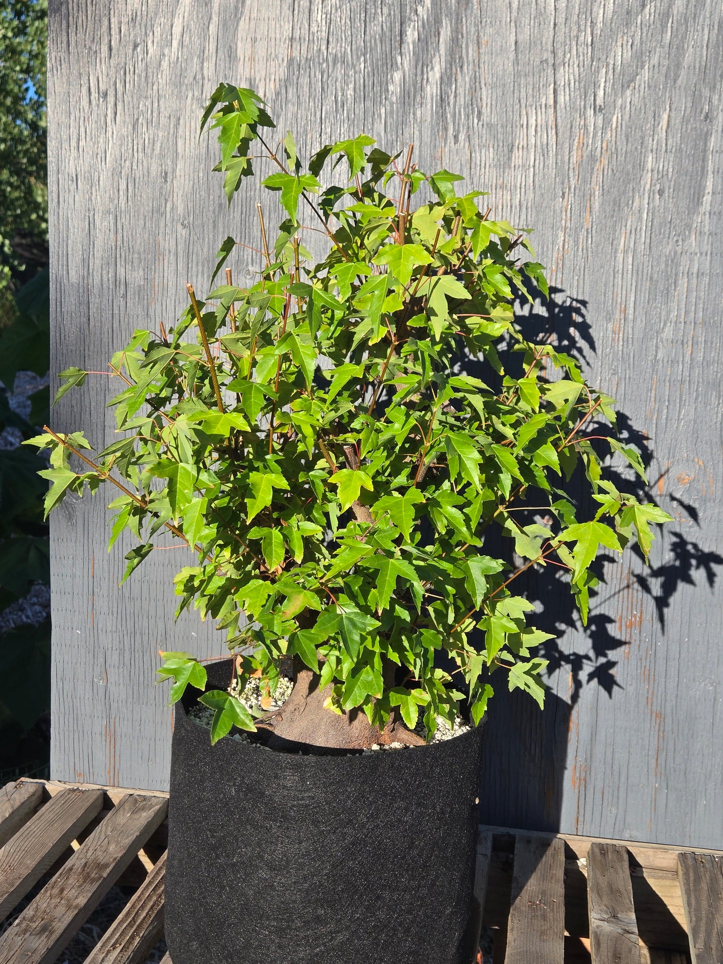 Trident Maple, Acer buergerianum, Absummer25,104