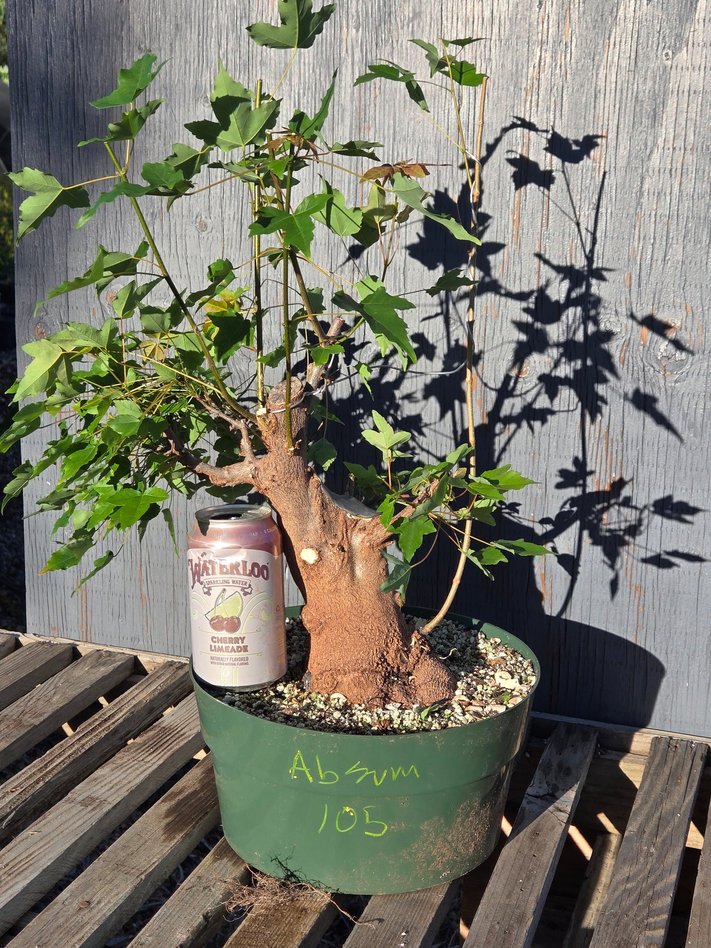 Trident Maple, Acer buergerianum, Absummer25,105