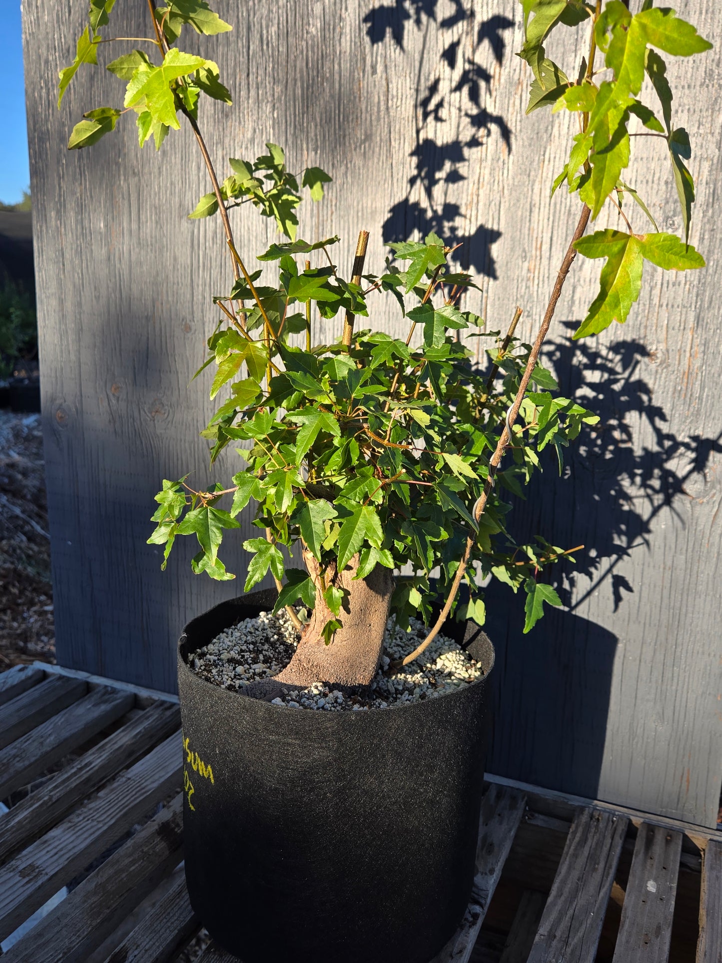 Trident Maple, Acer buergerianum, Absummer25,102