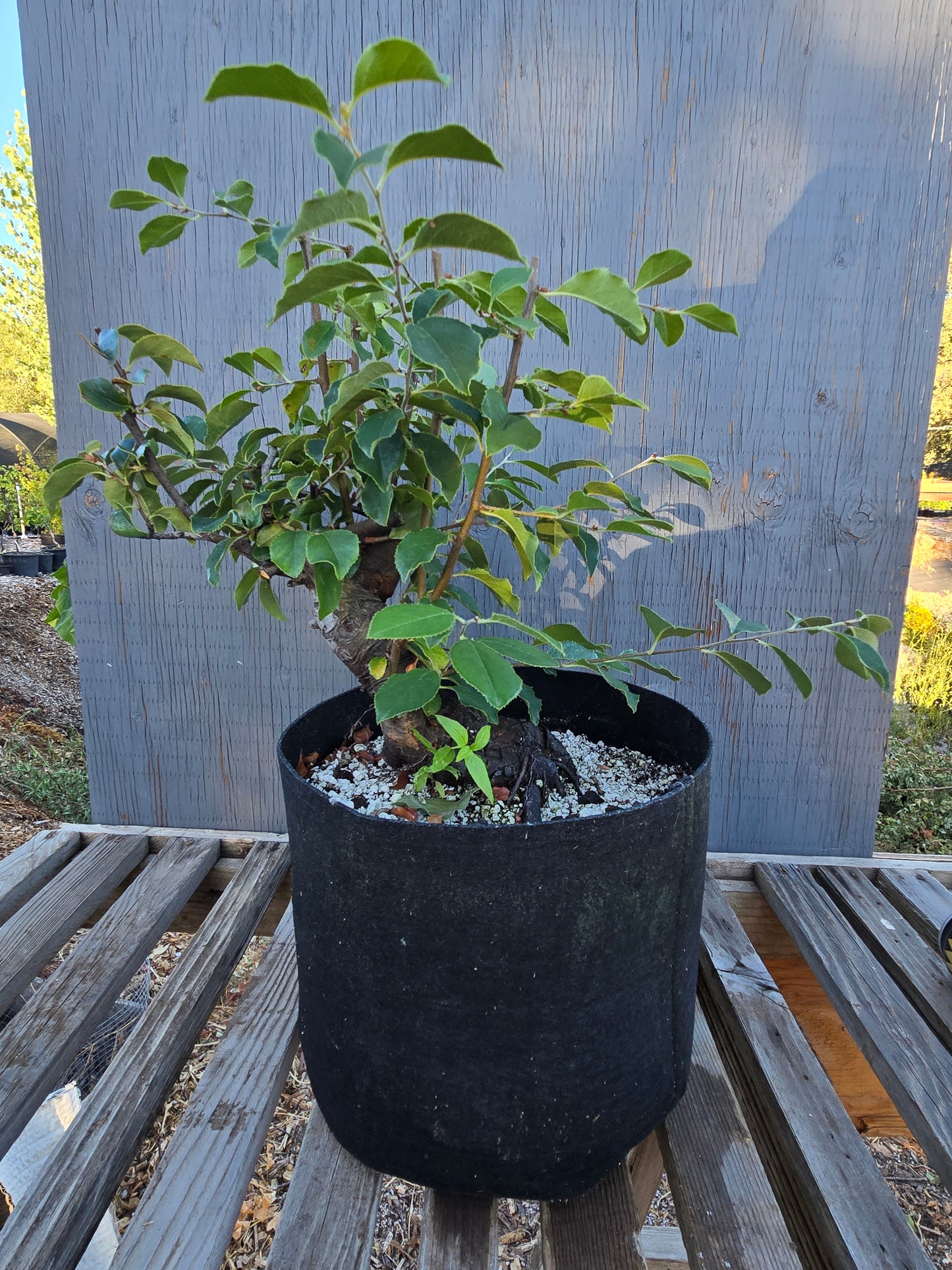 Chinese Quince, Pseudocydonia sinensis, Pssummer25,101