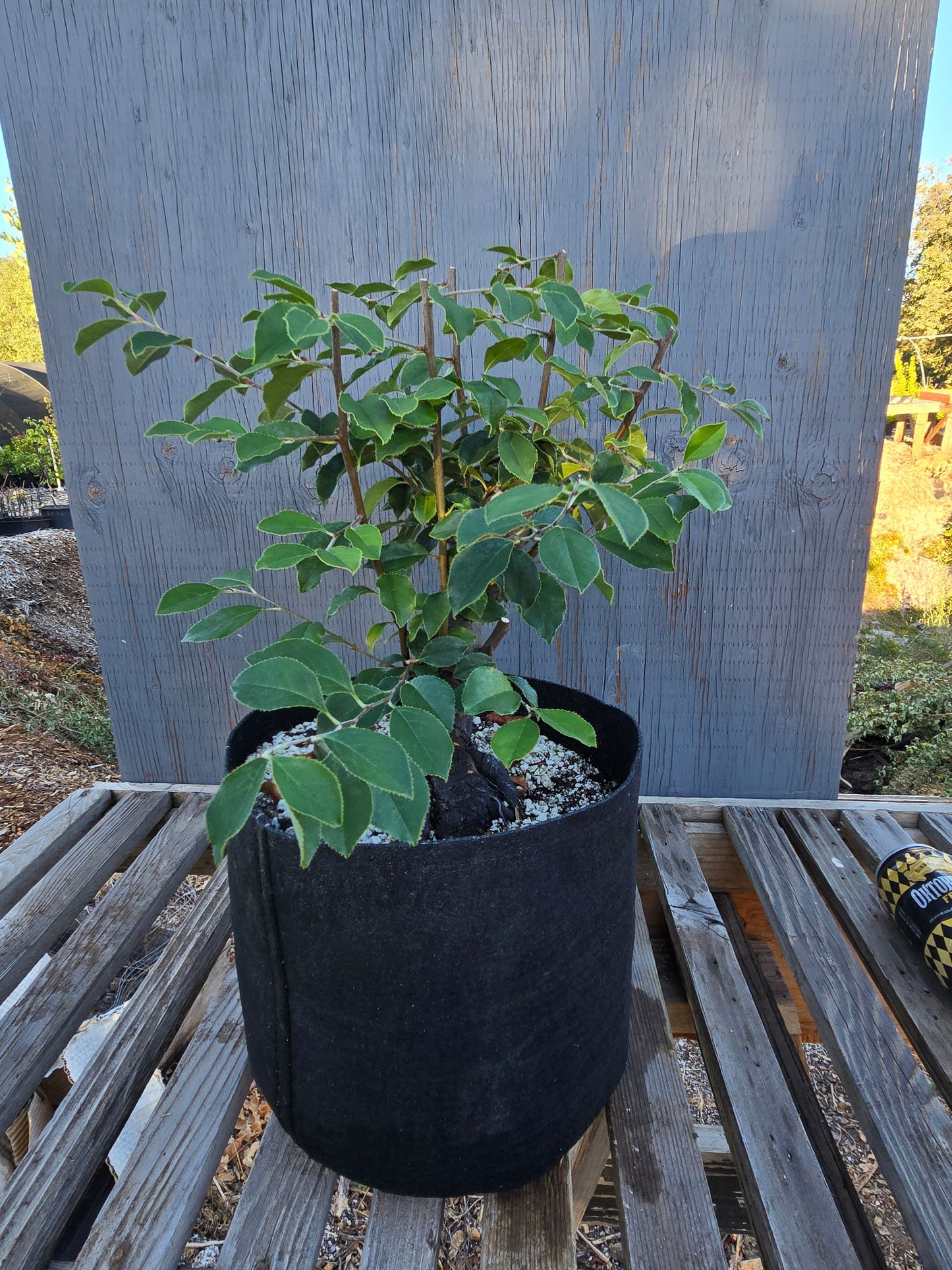 Chinese Quince, Pseudocydonia sinensis, Pssummer25,101