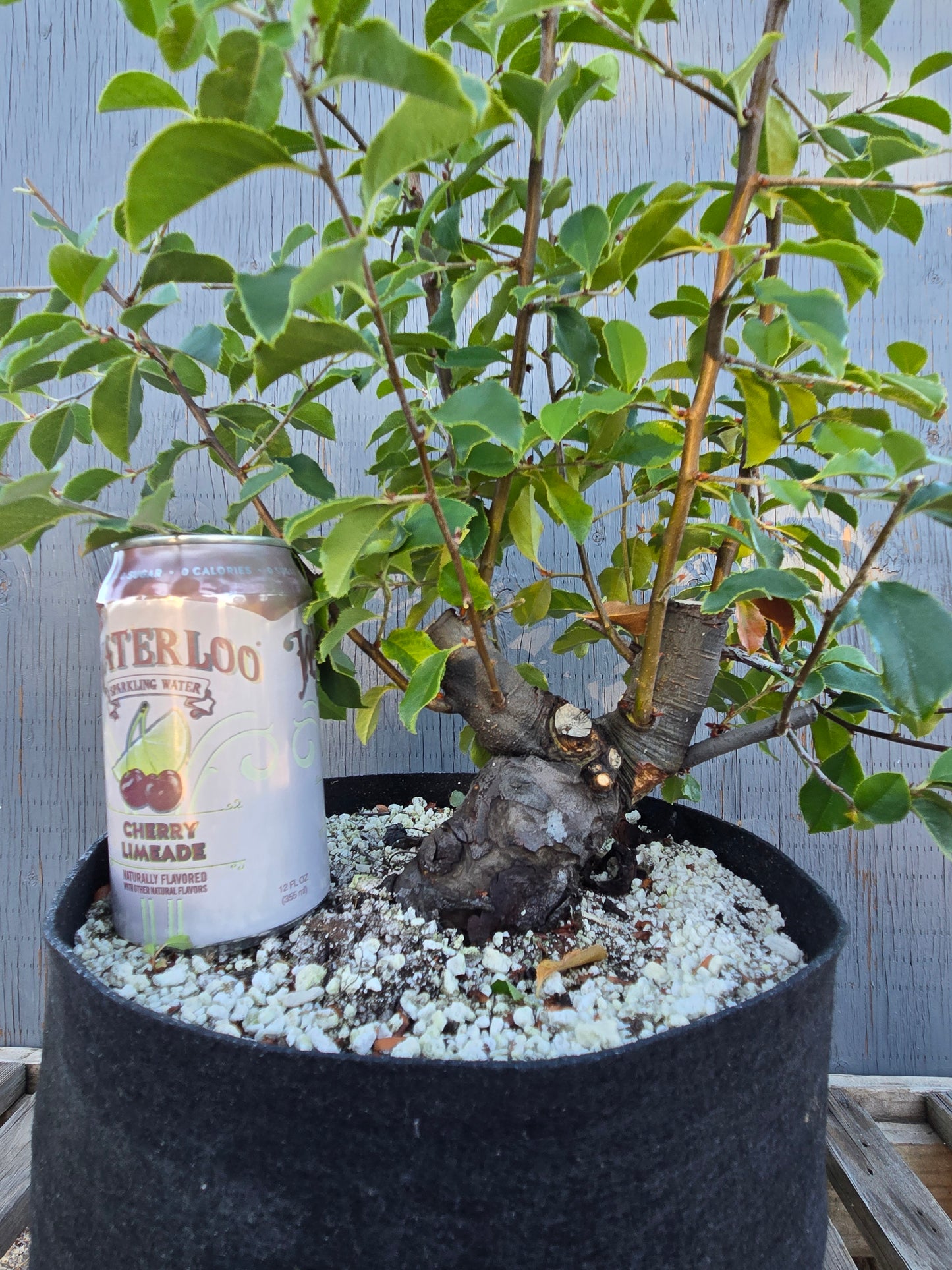 Chinese Quince, Pseudocydonia sinensis, Pssummer25,102