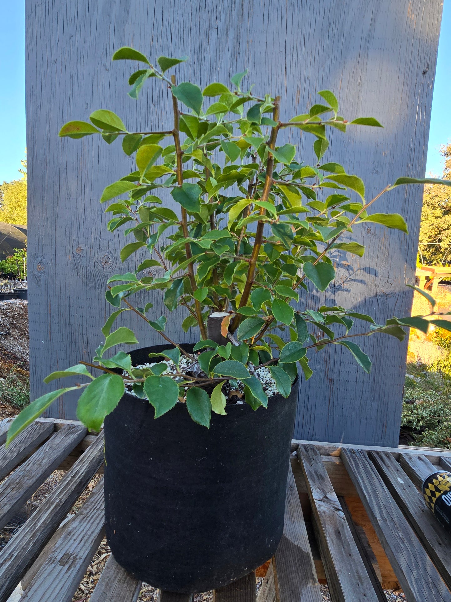 Chinese Quince, Pseudocydonia sinensis, Pssummer25,102