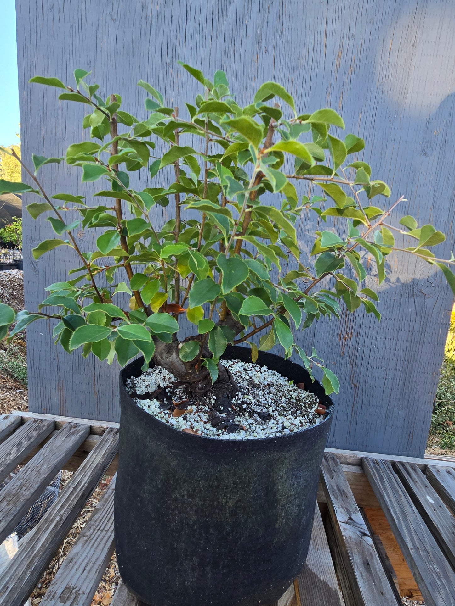 Chinese Quince, Pseudocydonia sinensis, Pssummer25,102