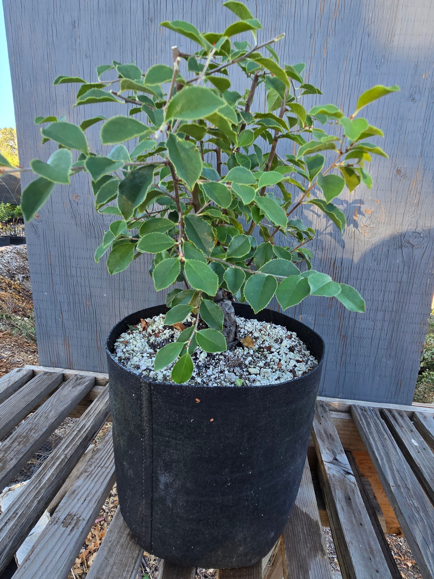 Chinese Quince, Pseudocydonia sinensis, Pssummer25,102