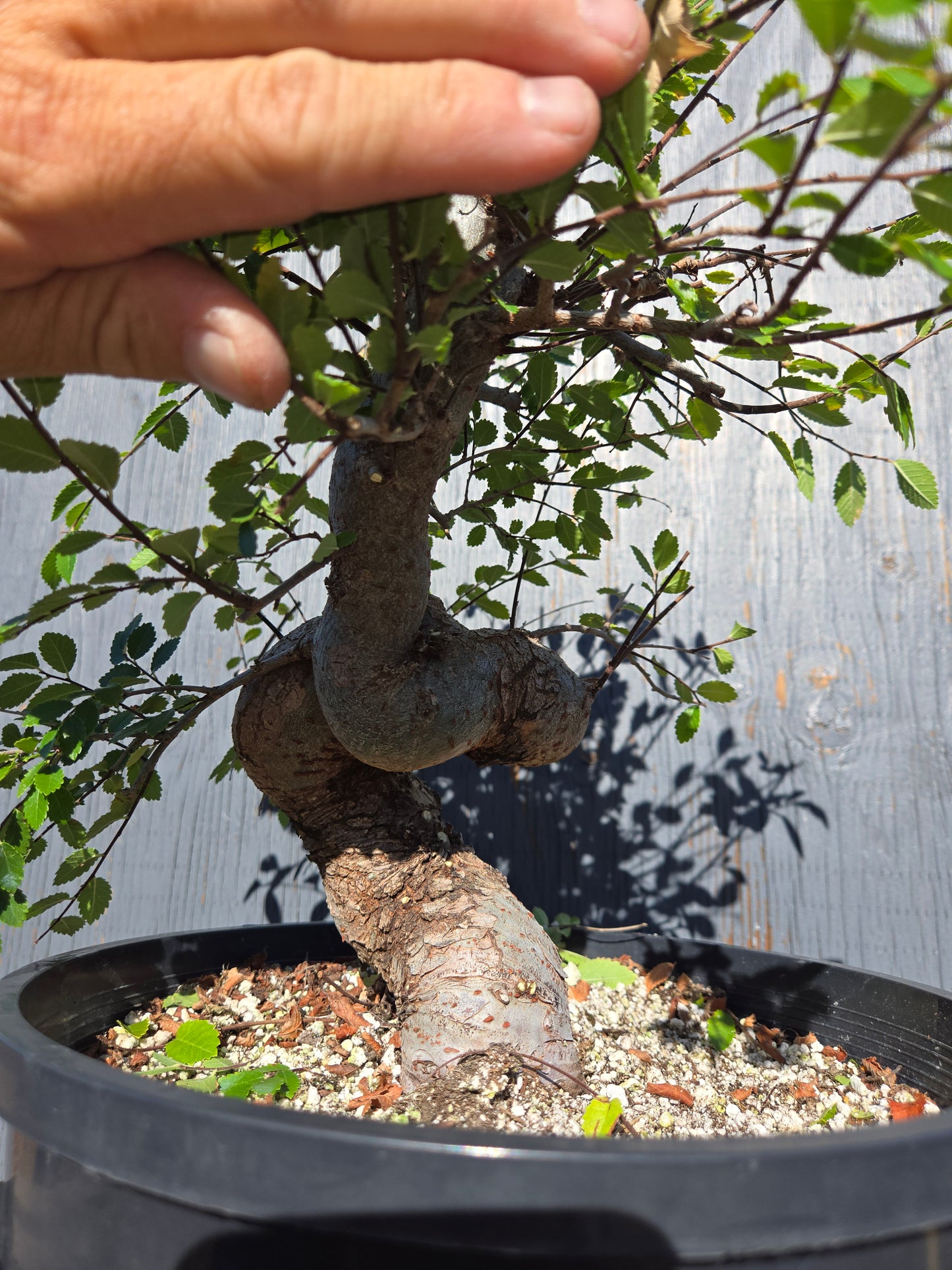 Chinese Elm, Ulmus parvifolia