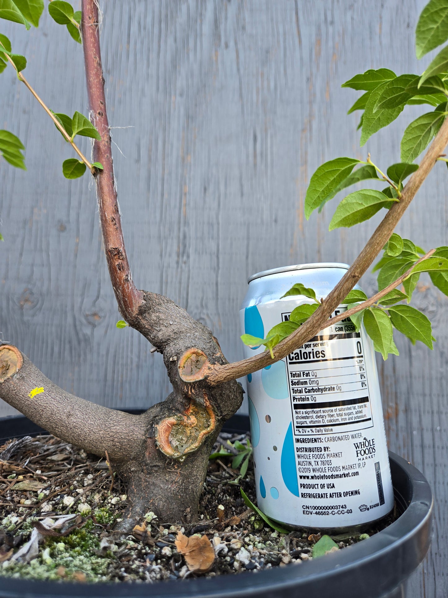 Field grown Formosan Styrax, Form 1