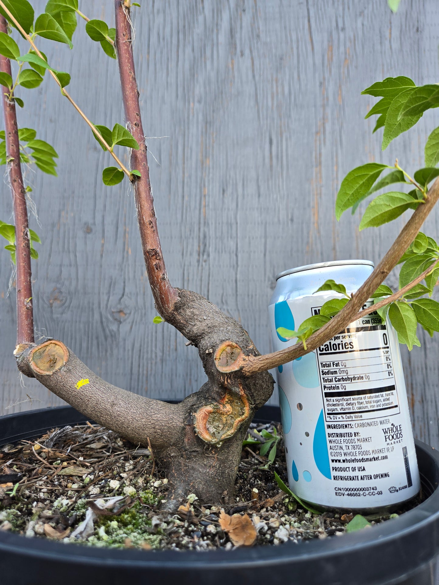 Field grown Formosan Styrax, Form 1