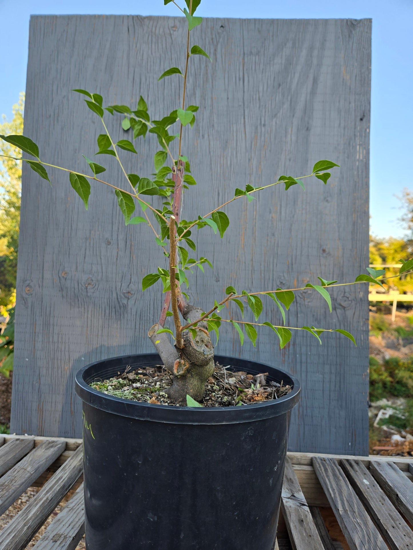 Field grown Formosan Styrax, Form 1