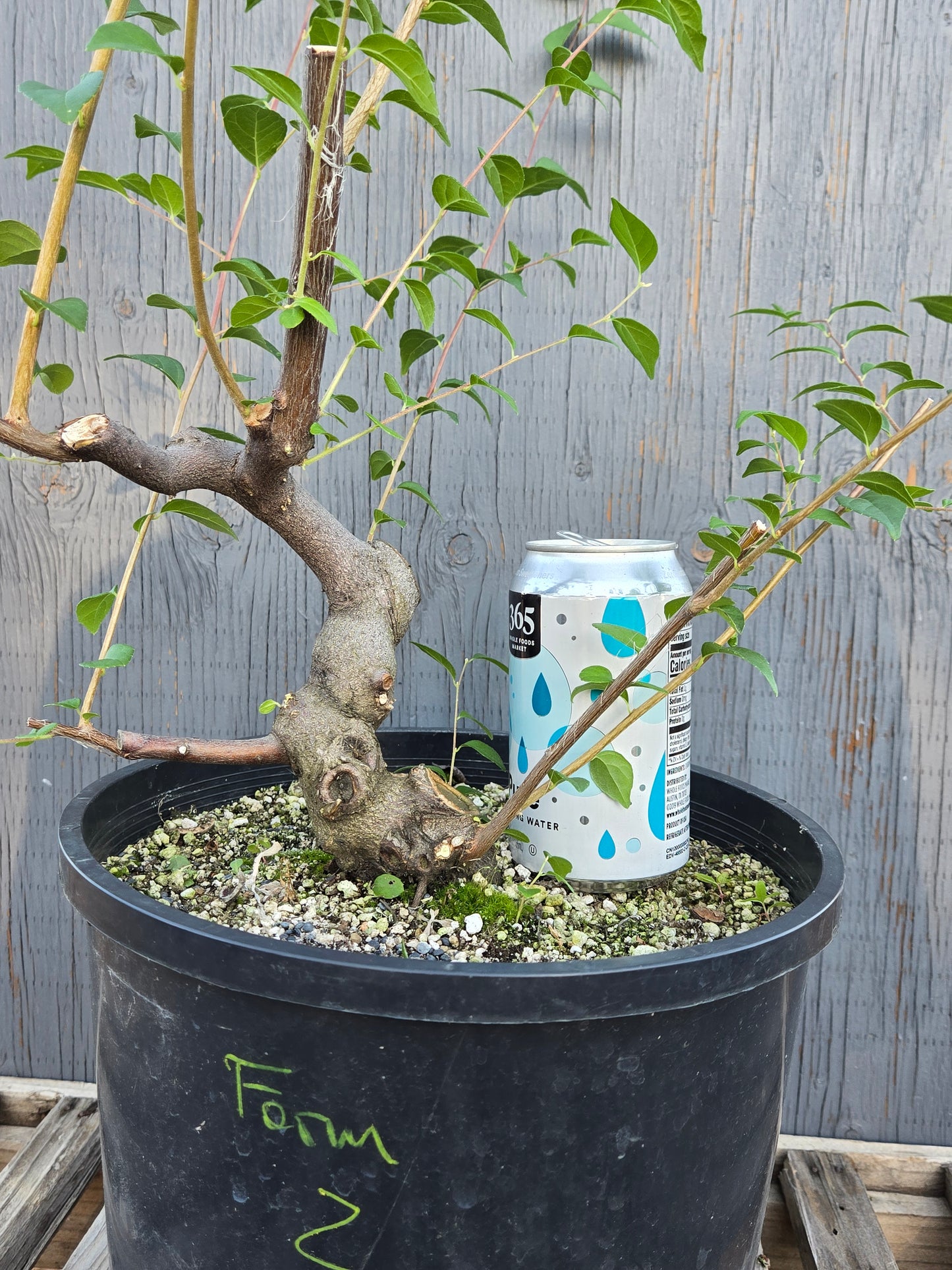 Field grown Formosan Styrax, Form 2