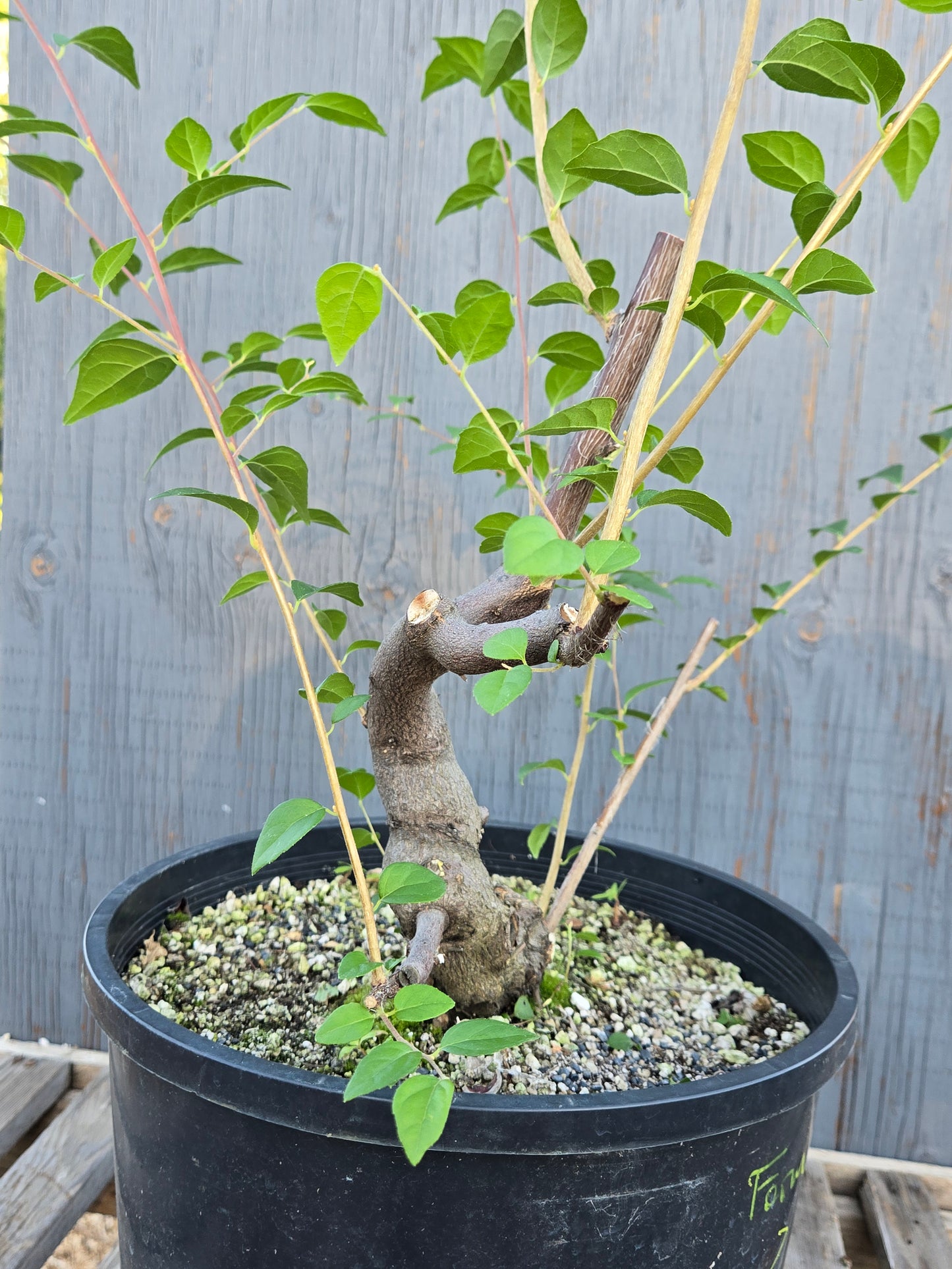 Field grown Formosan Styrax, Form 2
