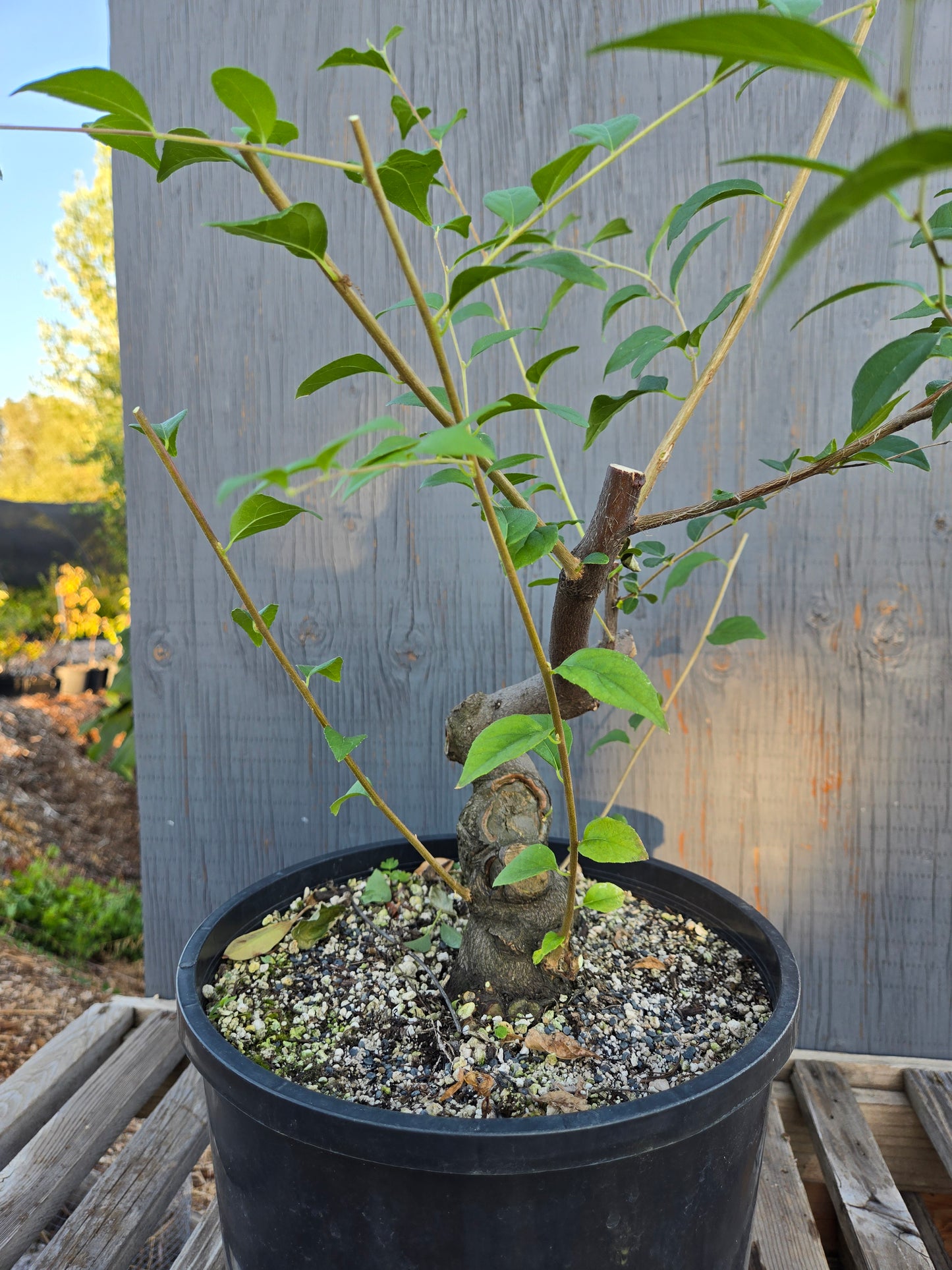 Field grown Formosan Styrax, Form 3