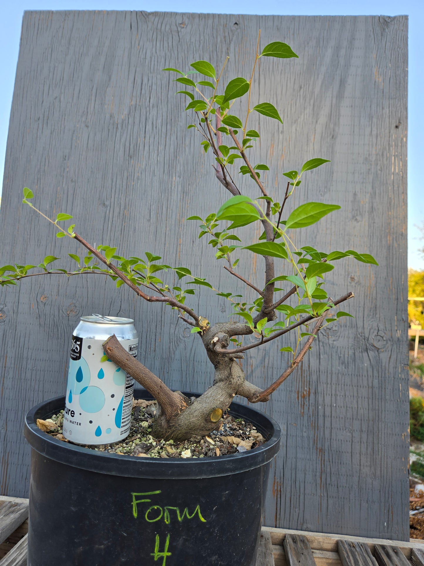 Field grown Formosan Styrax, Form 4