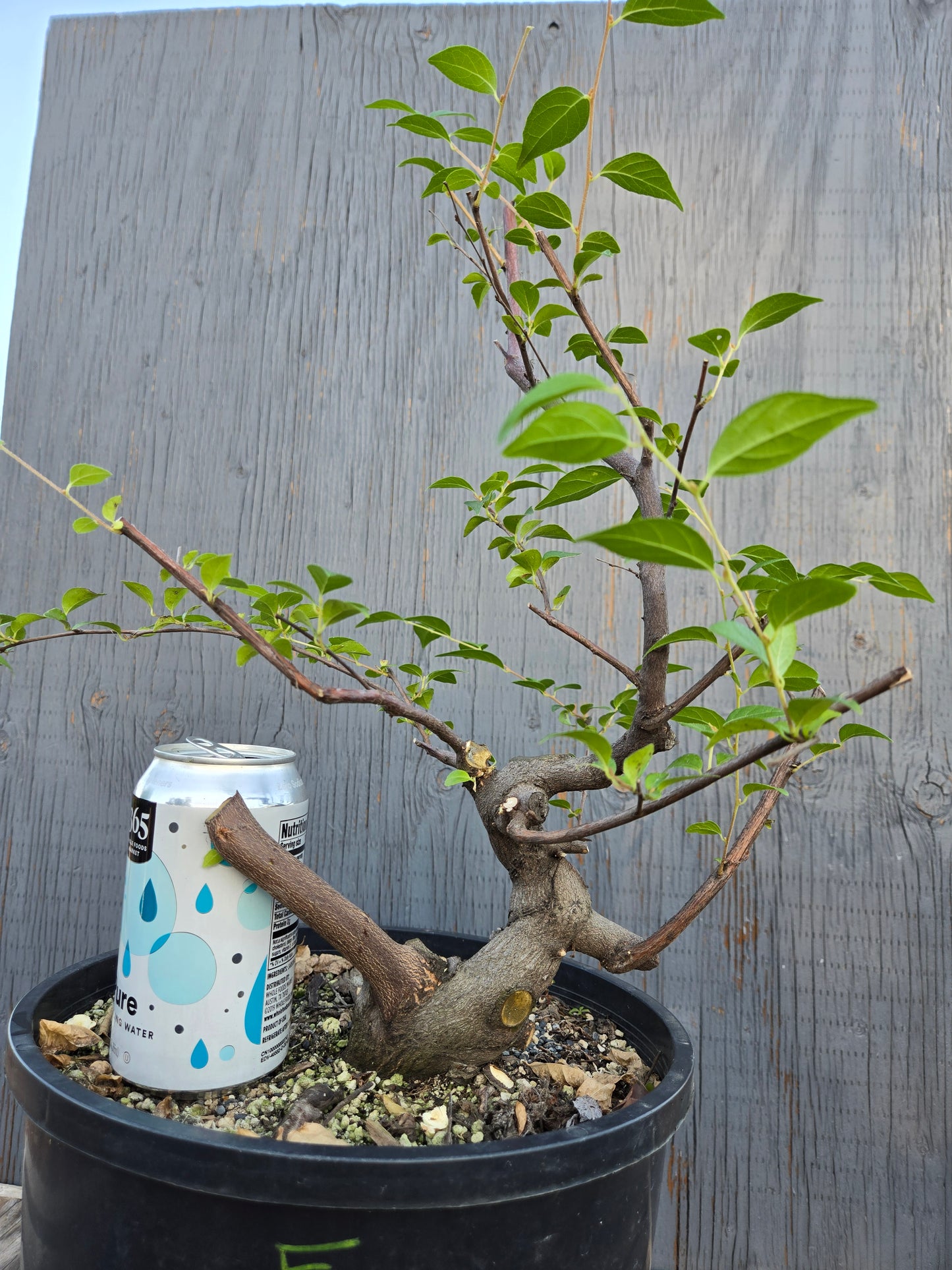Field grown Formosan Styrax, Form 4