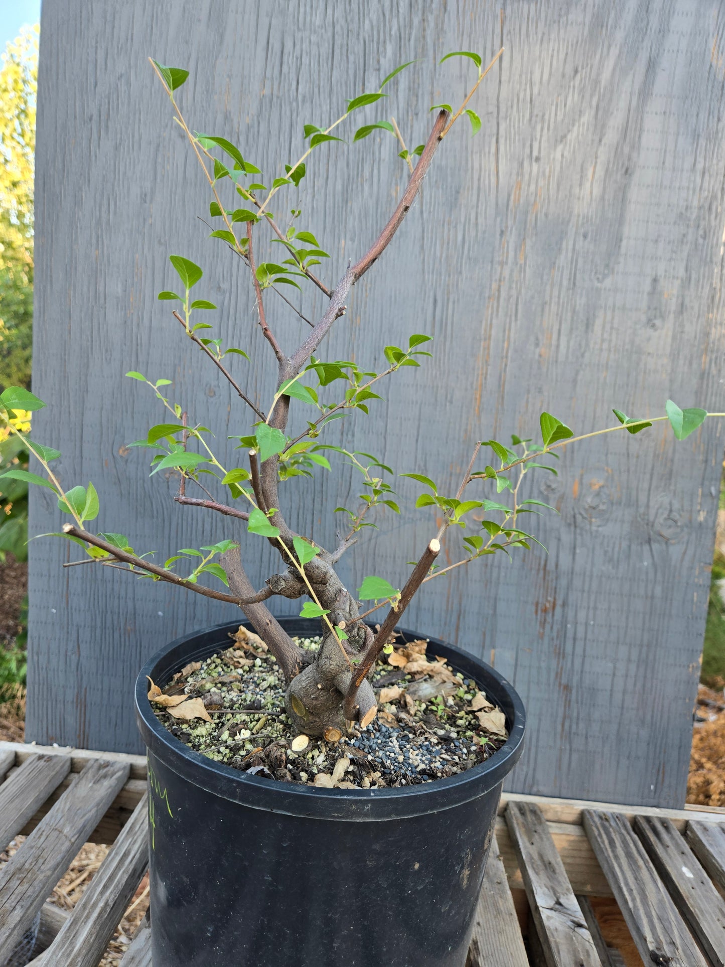Field grown Formosan Styrax, Form 4