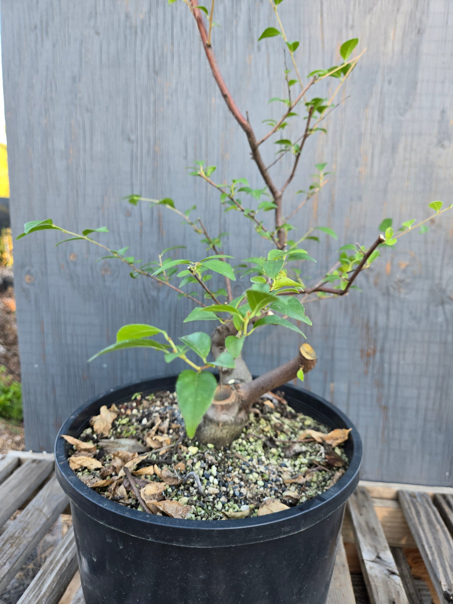 Field grown Formosan Styrax, Form 4