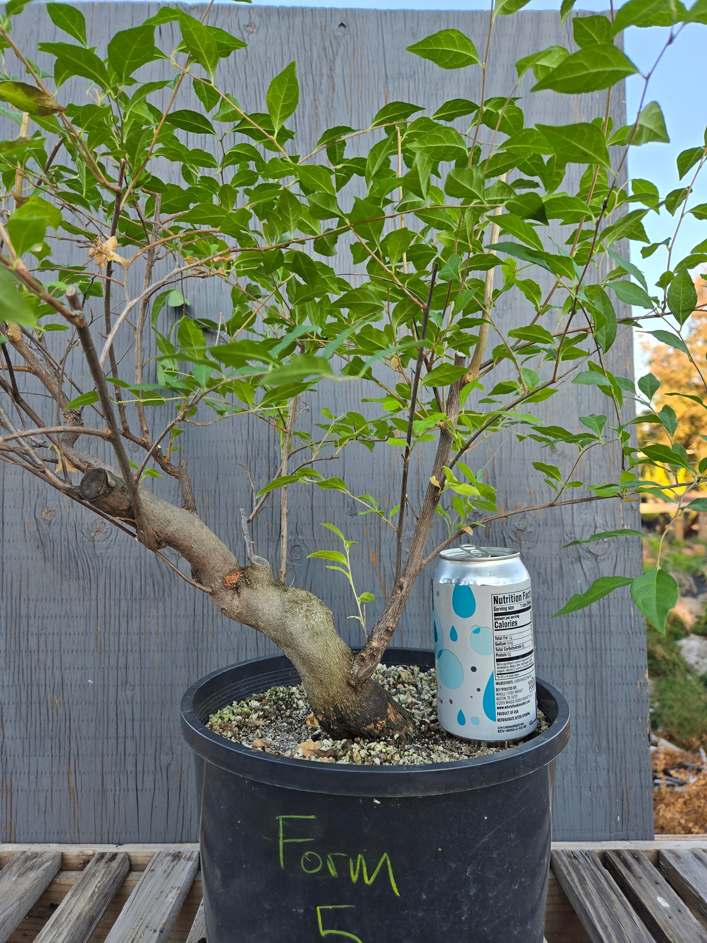 Field grown Formosan Styrax, Form 5