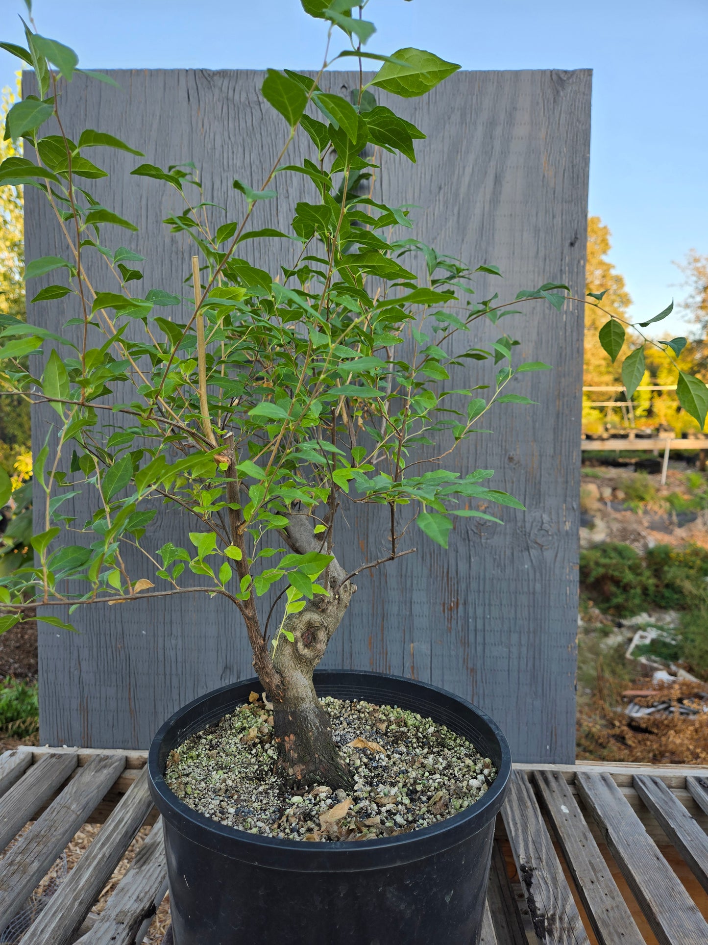 Field grown Formosan Styrax, Form 5