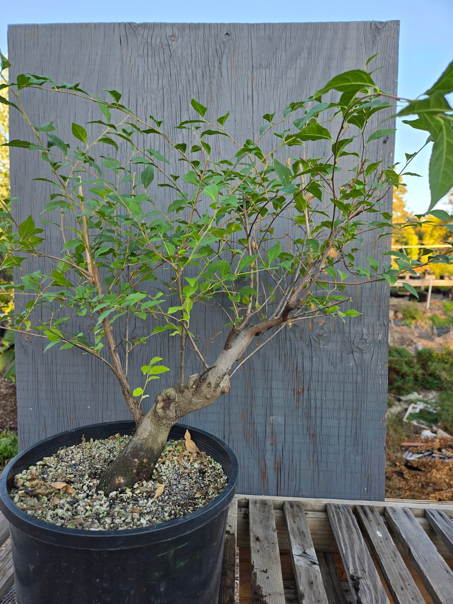 Field grown Formosan Styrax, Form 5