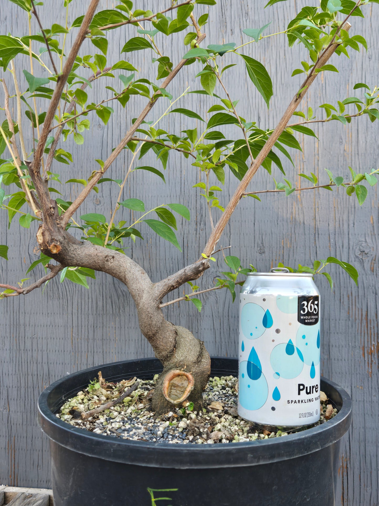 Field grown Formosan Styrax, Form 7