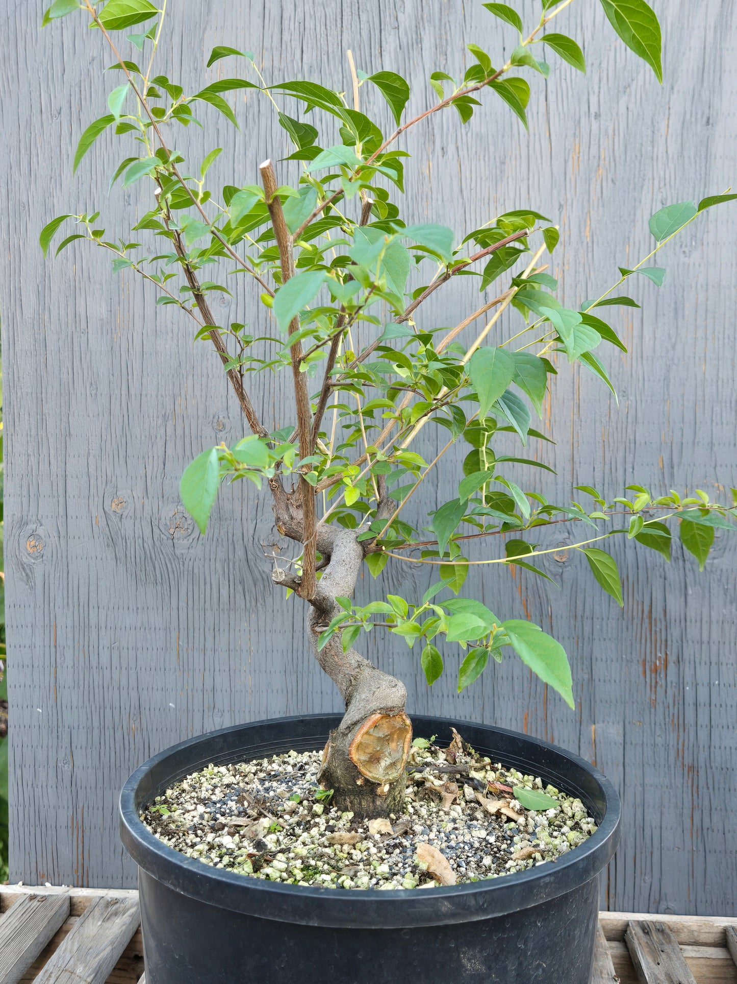 Field grown Formosan Styrax, Form 7