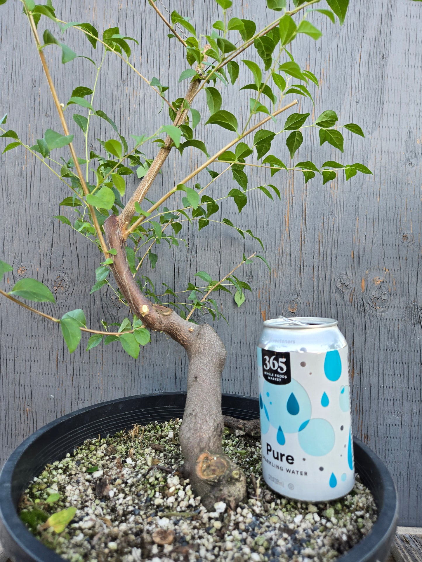 Field grown Formosan Styrax, Form 8