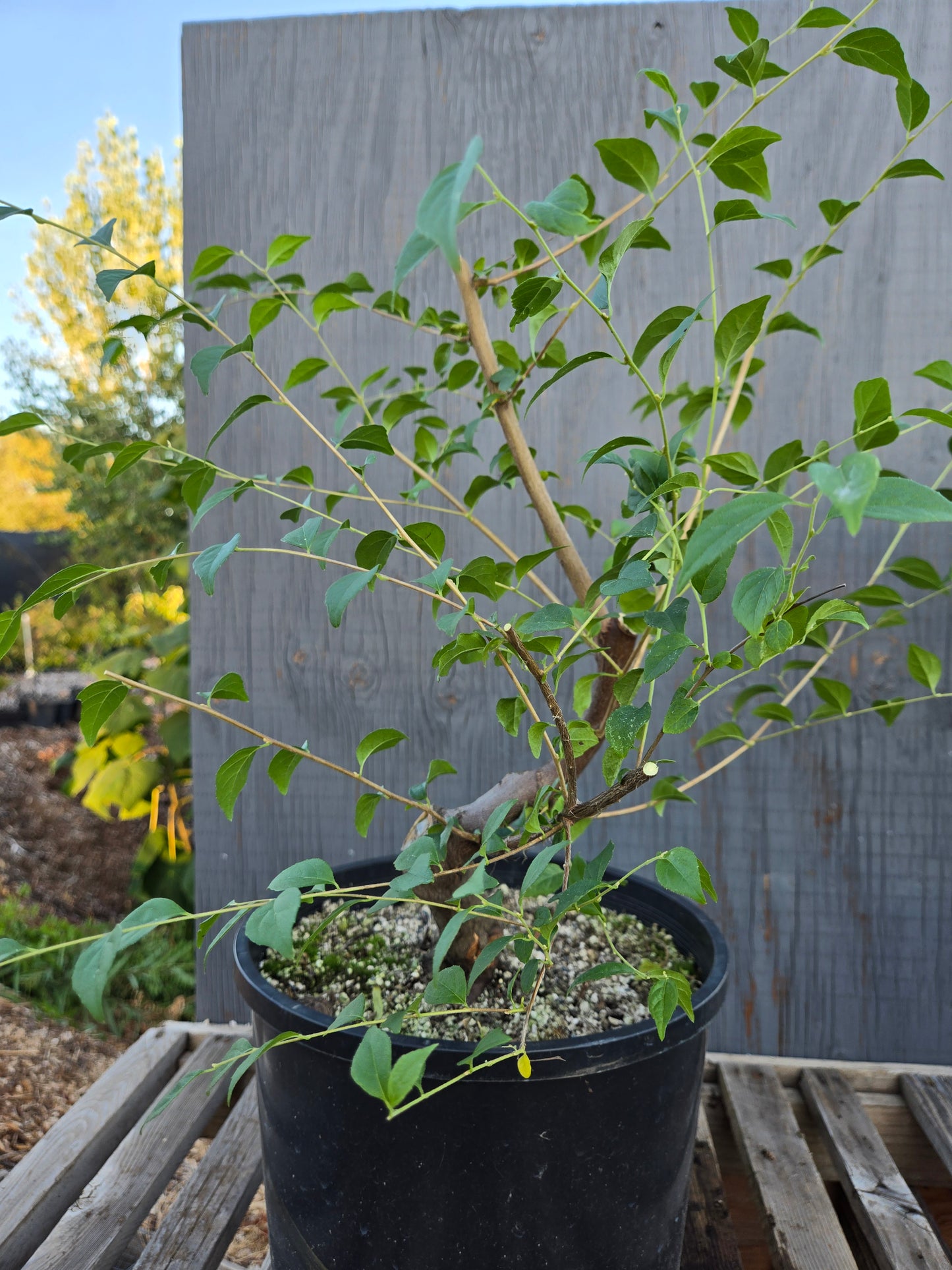 Field grown Formosan Styrax, Form 8