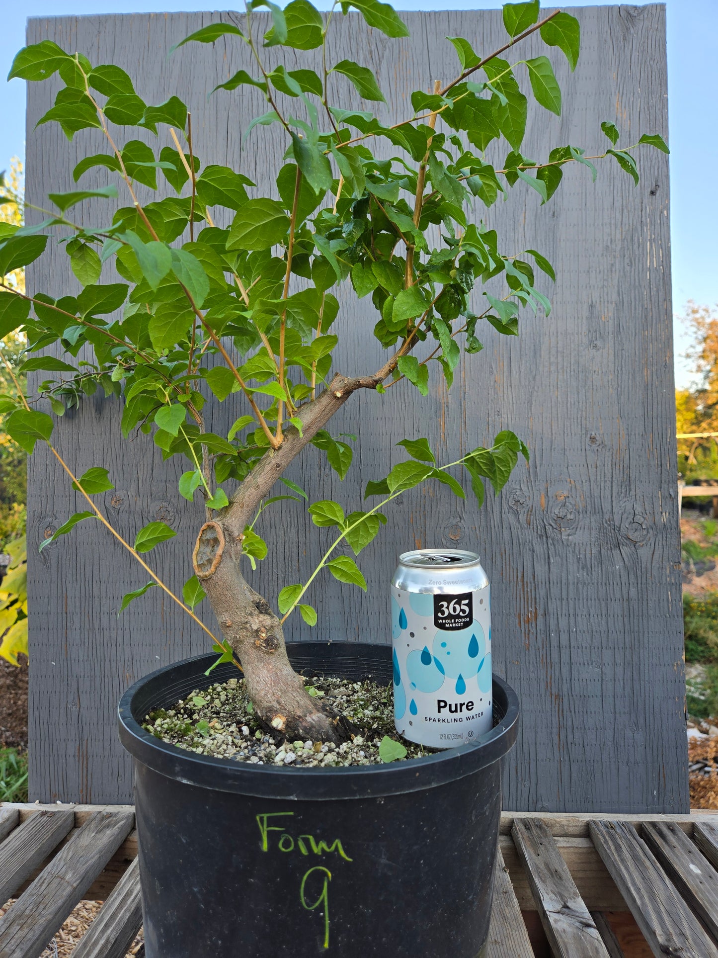 Field grown Formosan Styrax, Form 9